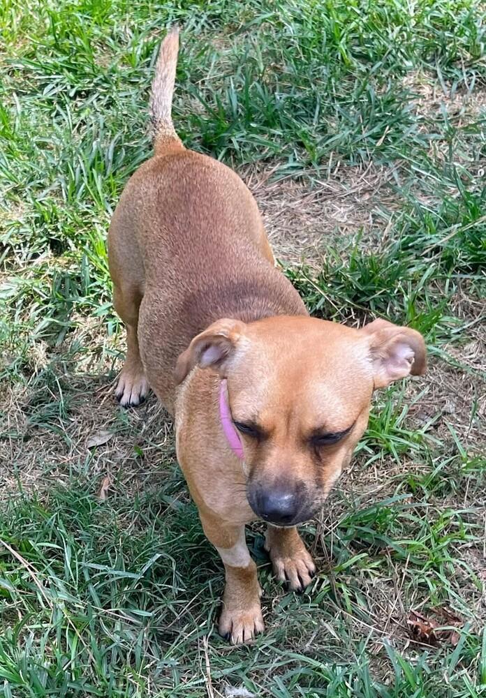 Eorona aka Borona #A-143394 🇨🇦, Adoptable, Young Female Chihuahua & Dachshund.