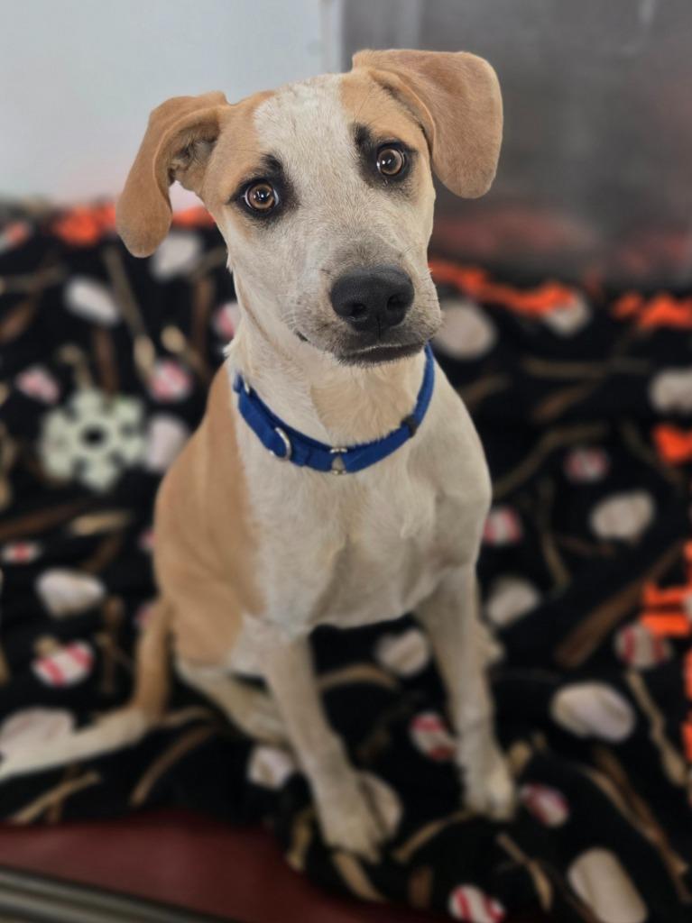 Enlarge Bernie, a Adoptable mixed breed in Viroqua, WI image 1/1