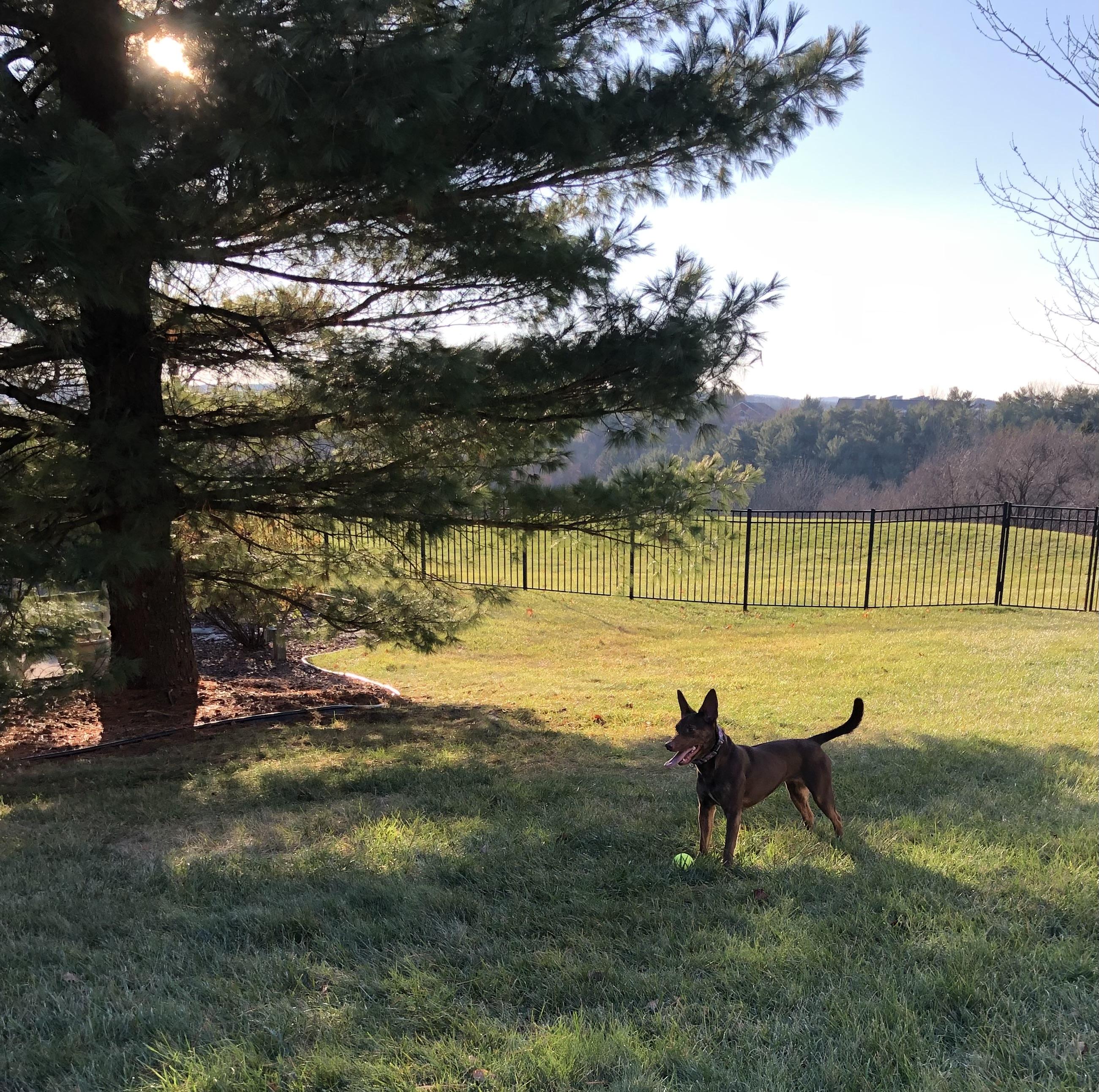 Pachi, a Adoptable mixed breed in Lancaster, PA image 4/6