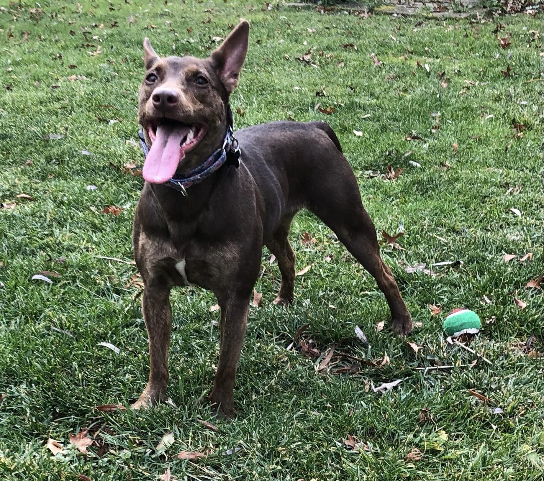 Pachi, a Adoptable mixed breed in Lancaster, PA image 5/6