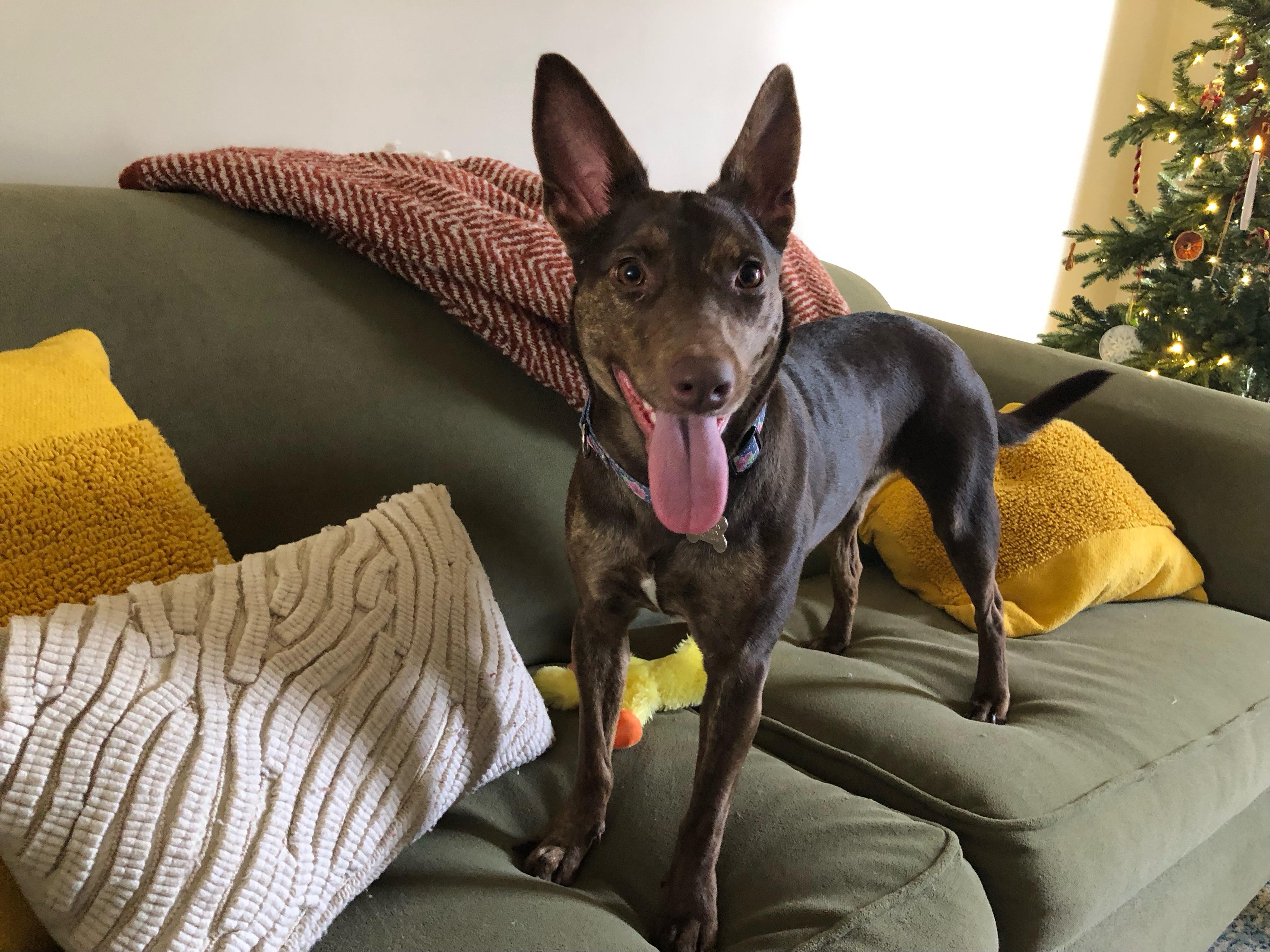 Pachi, a Adoptable mixed breed in Lancaster, PA image 6/6