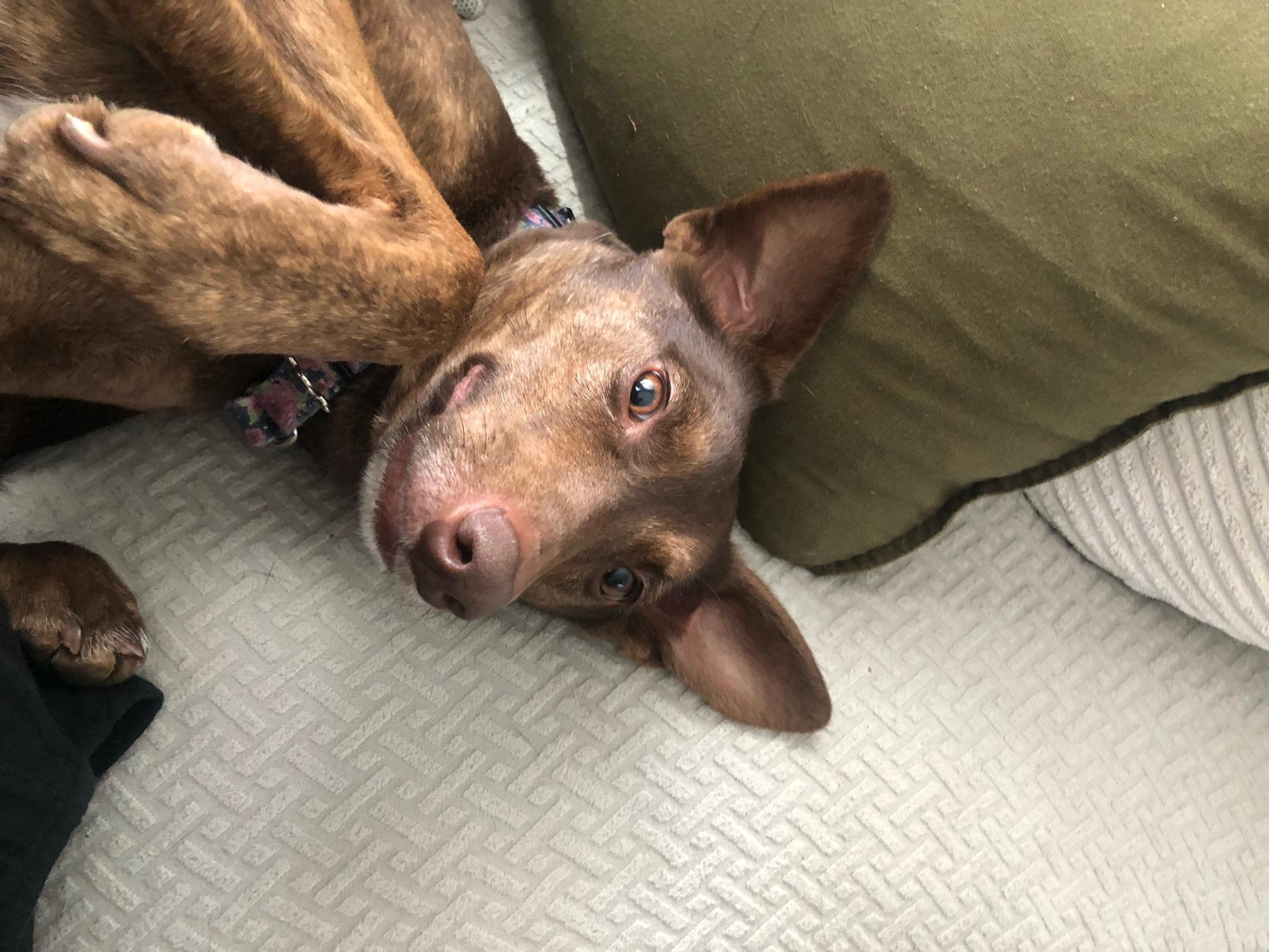 Pachi, a Adoptable mixed breed in Lancaster, PA image 2/6