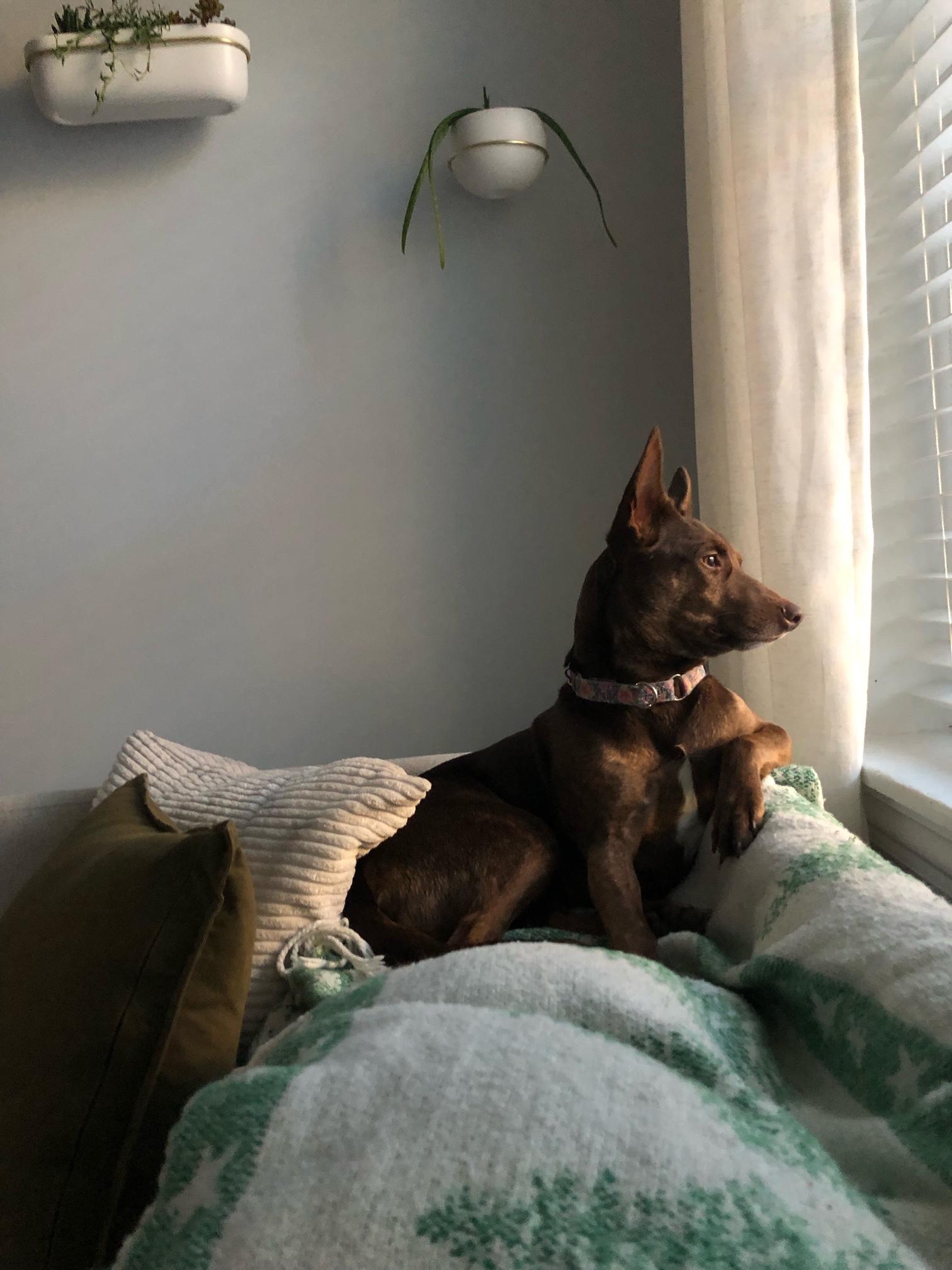 Pachi, a Adoptable mixed breed in Lancaster, PA image 3/6