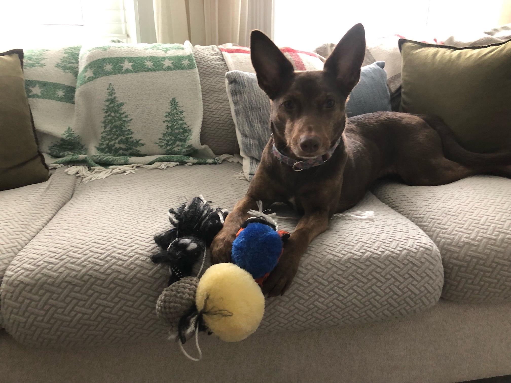 Pachi, Adoptable, Adult Female Toy Fox Terrier & Cattle Dog.