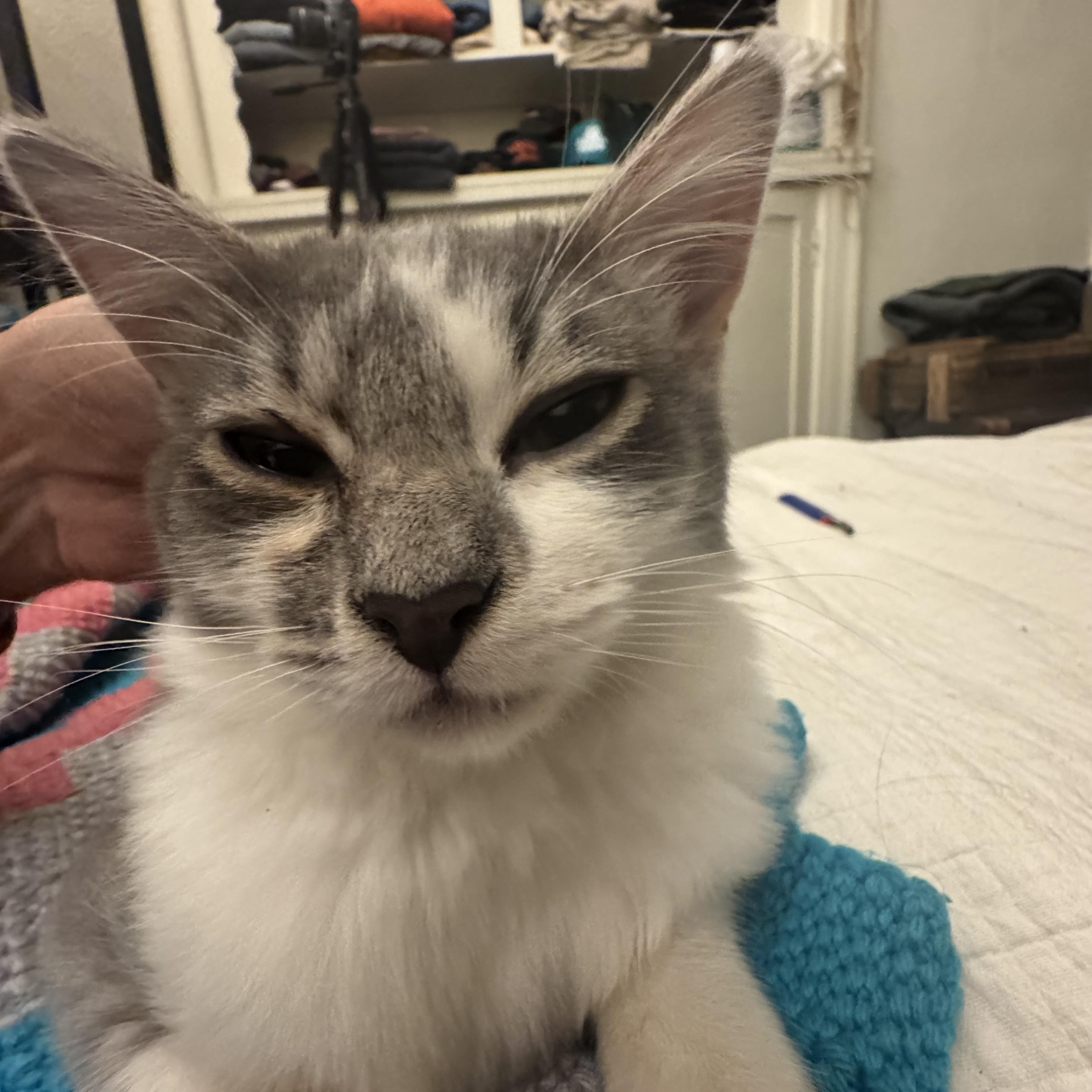 Crust, Adopted, Young Male Domestic Medium Hair.