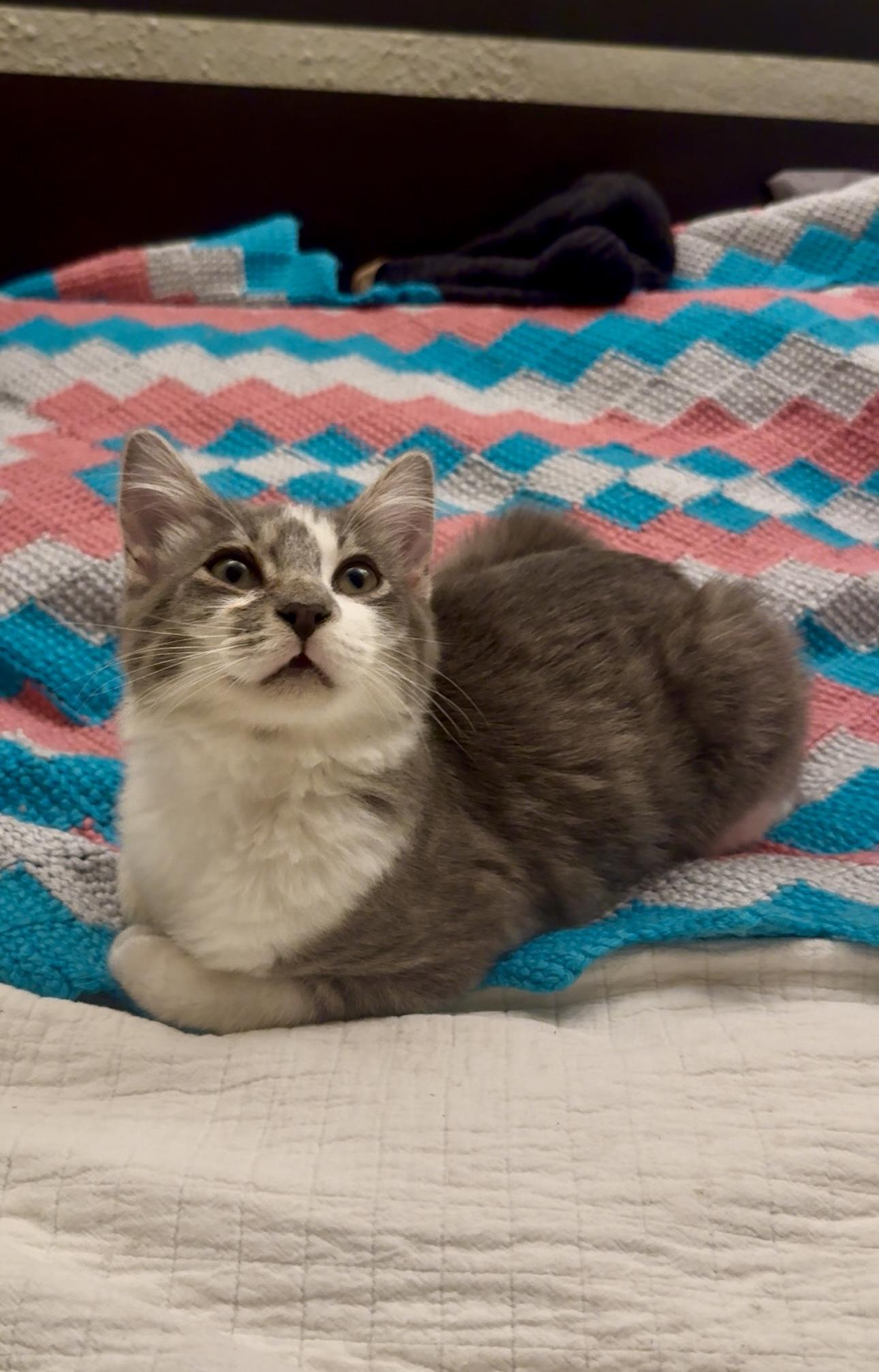 Enlarge Crust, a Adopted Domestic Medium Hair in Los Angeles, CA image 2/5
