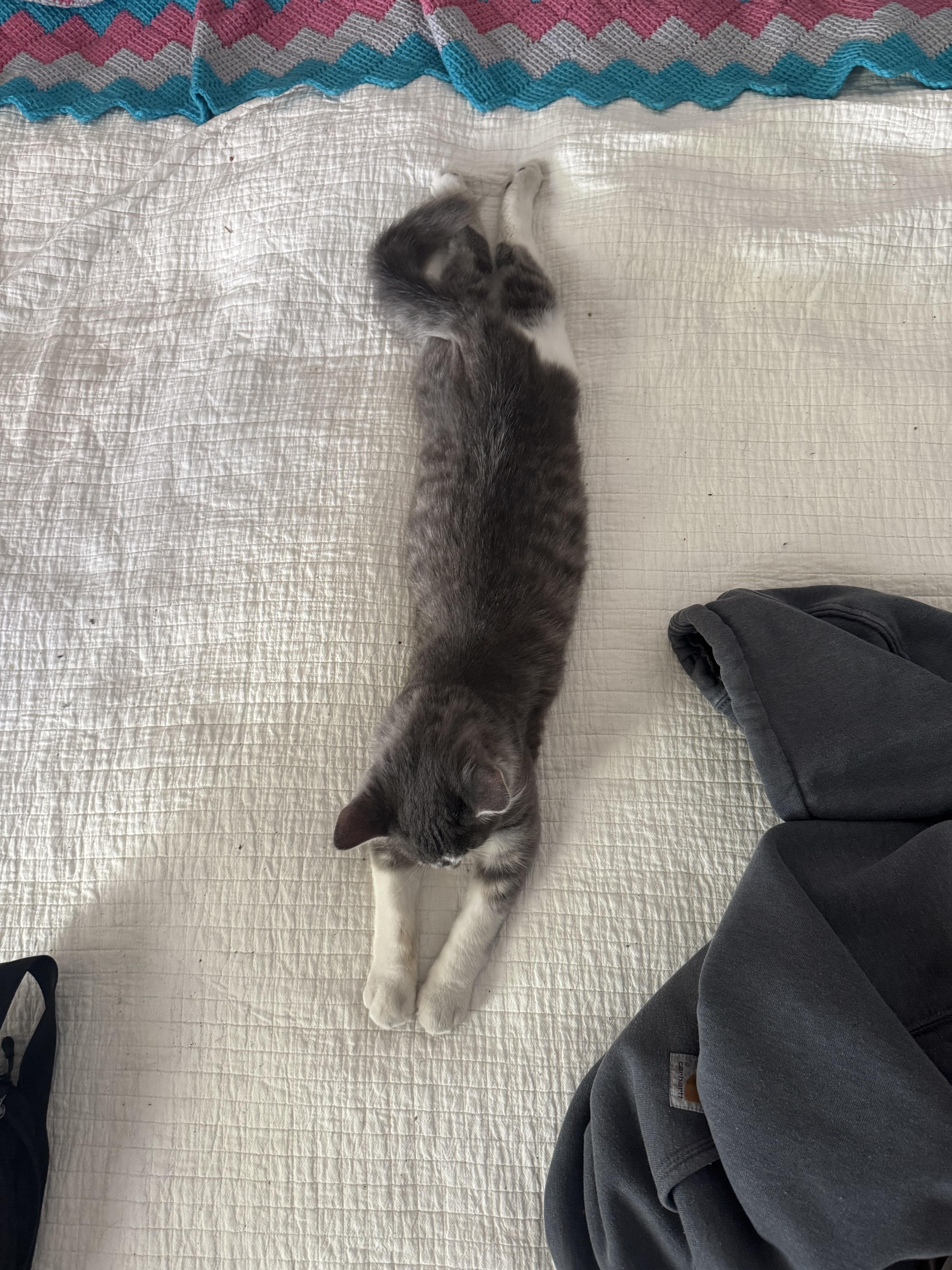 Enlarge Crust, a Adopted Domestic Medium Hair in Los Angeles, CA image 4/5