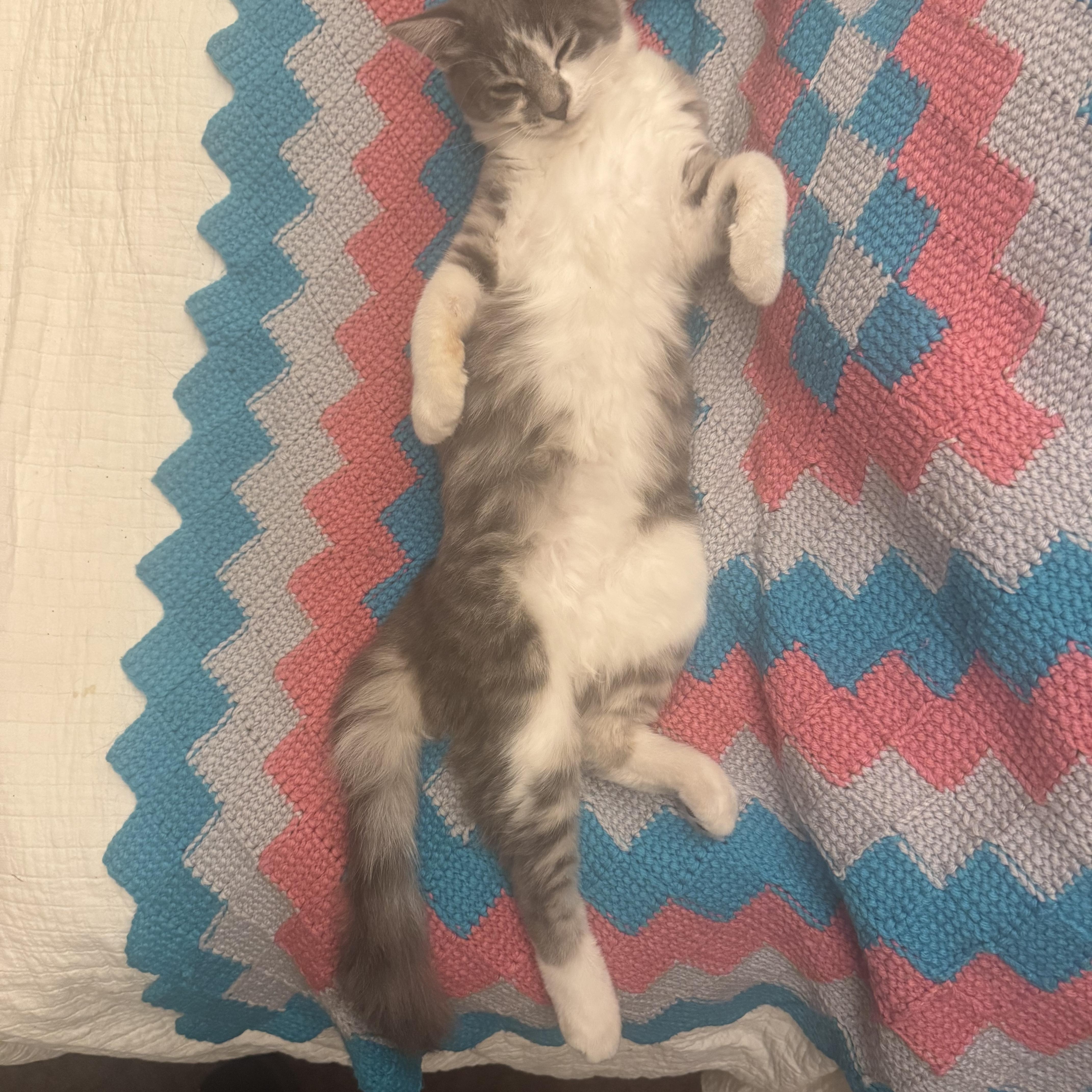 Enlarge Crust, a Adopted Domestic Medium Hair in Los Angeles, CA image 5/5