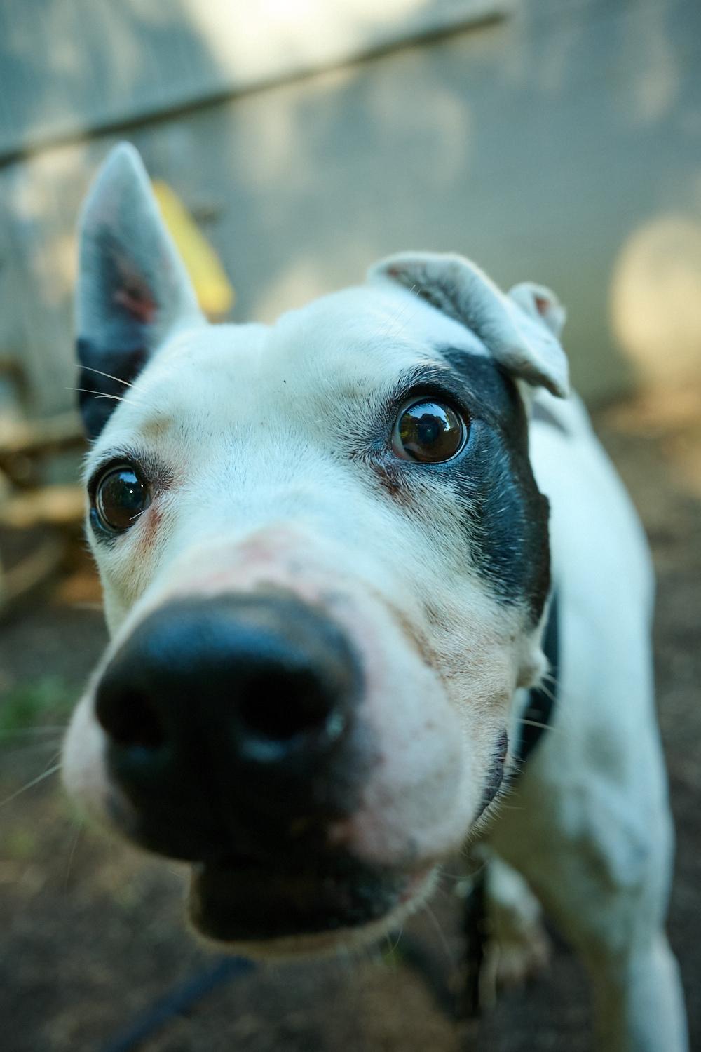 Enlarge Nelson, a Adoptable mixed breed in Floyd, VA image 2/2