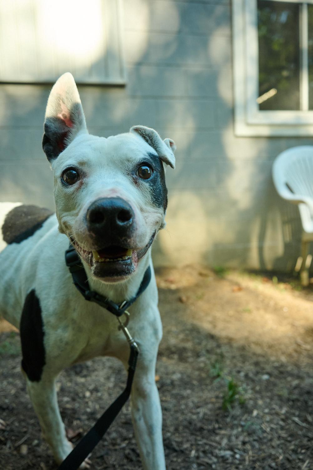 Enlarge Nelson, a Adoptable mixed breed in Floyd, VA image 1/2