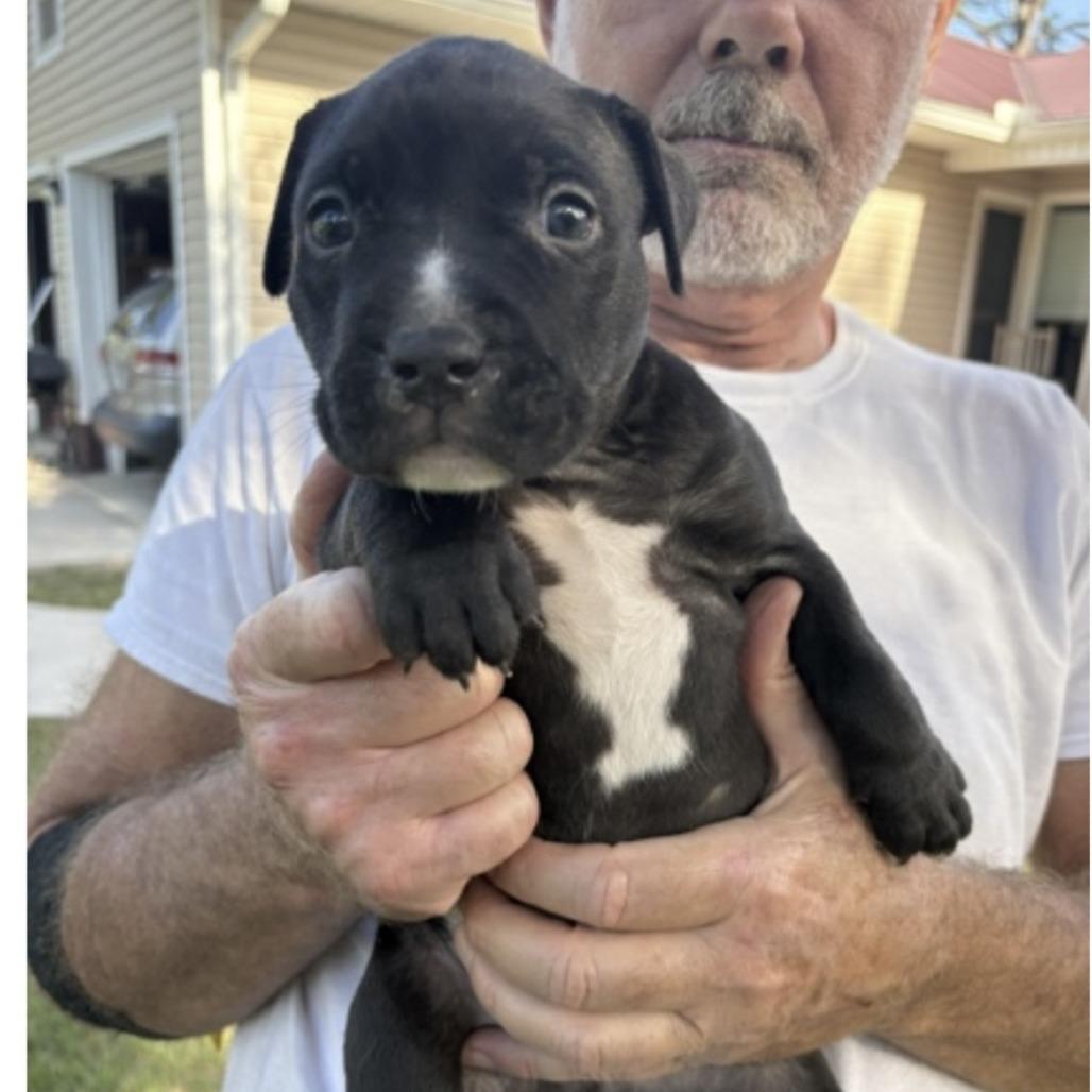 Enlarge Houdini, a Adoptable mixed breed in Morriston, FL image 1/5