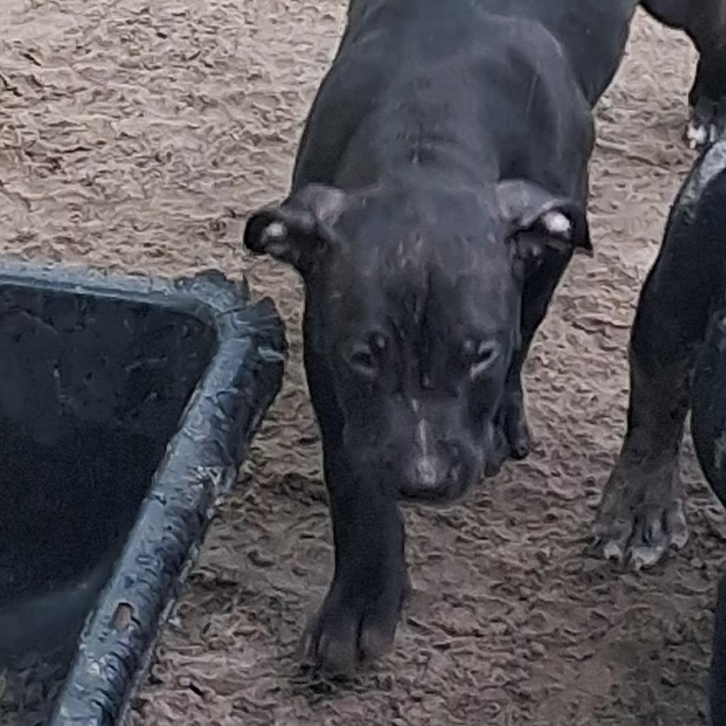 Enlarge Houdini, a Adoptable mixed breed in Morriston, FL image 2/5