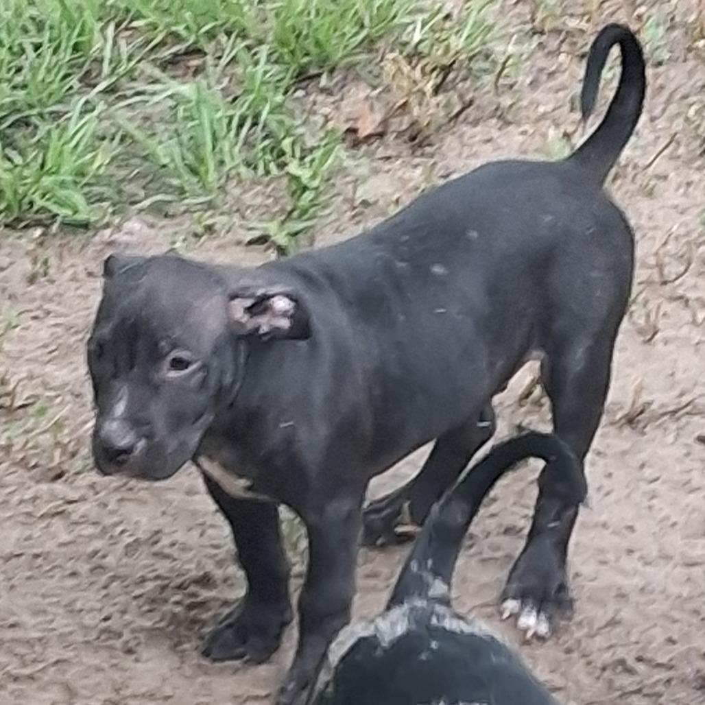 Enlarge Houdini, a Adoptable mixed breed in Morriston, FL image 3/5