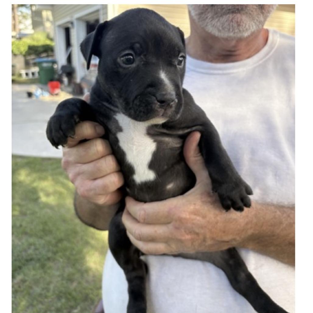 Enlarge Houdini, a Adoptable mixed breed in Morriston, FL image 4/5
