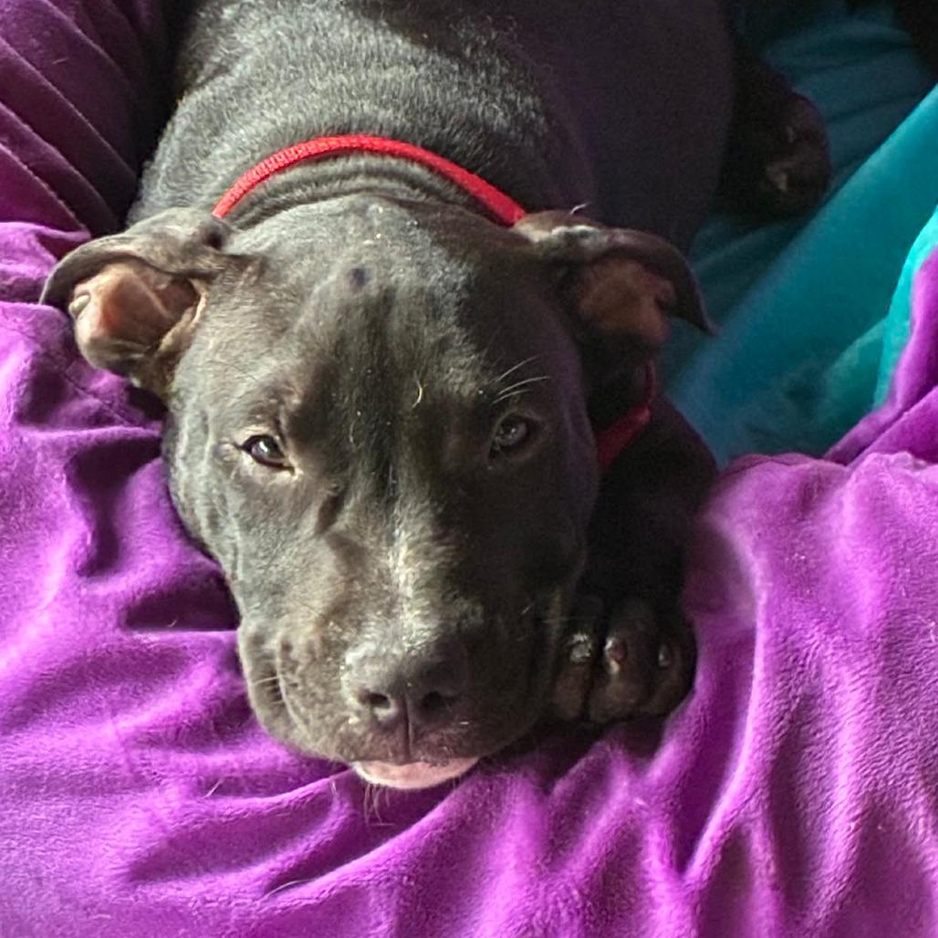 Enlarge Houdini, a Adoptable mixed breed in Morriston, FL image 5/5