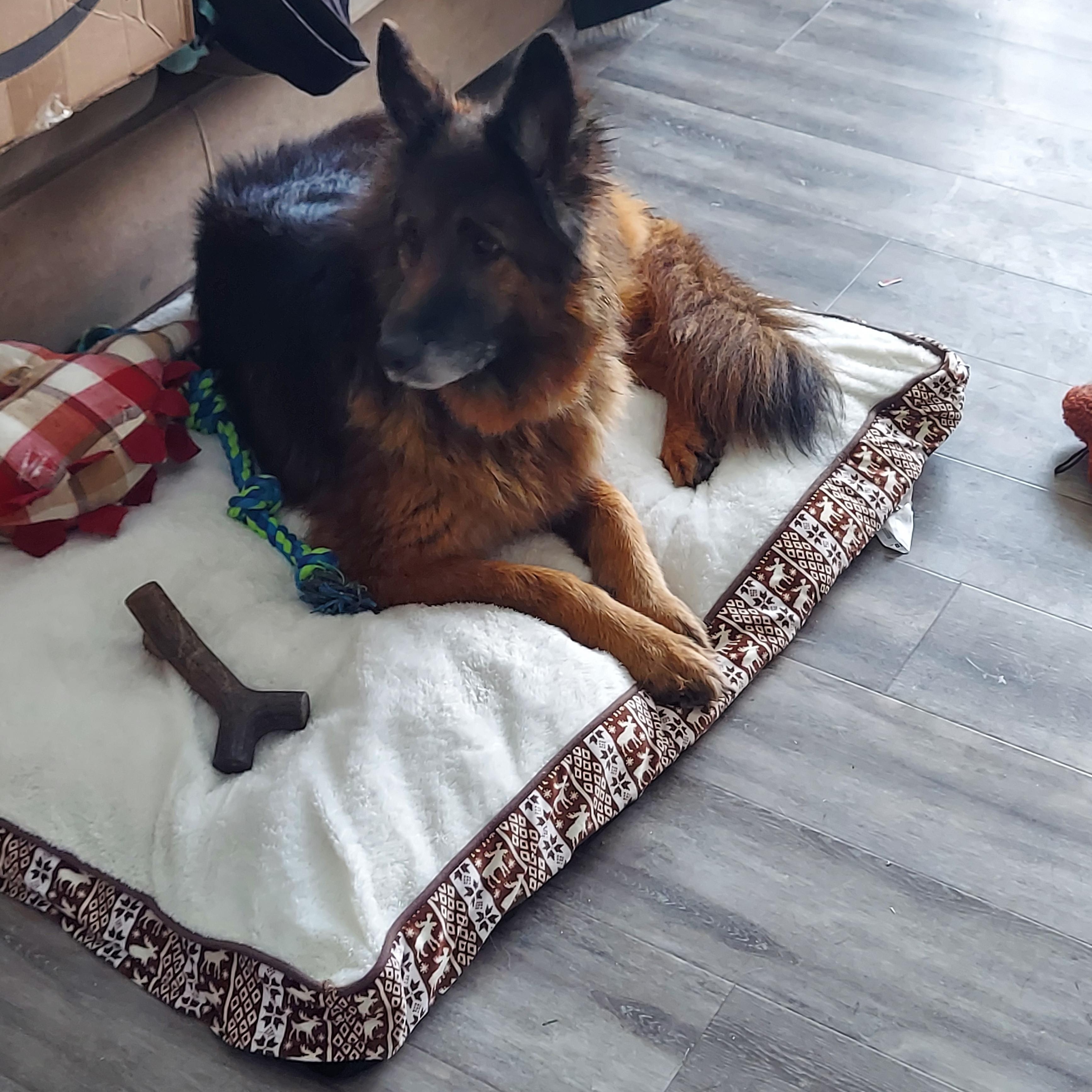 Enlarge Annabelle, a ADOPTABLE German Shepherd Dog in Oswego, IL image 3/4