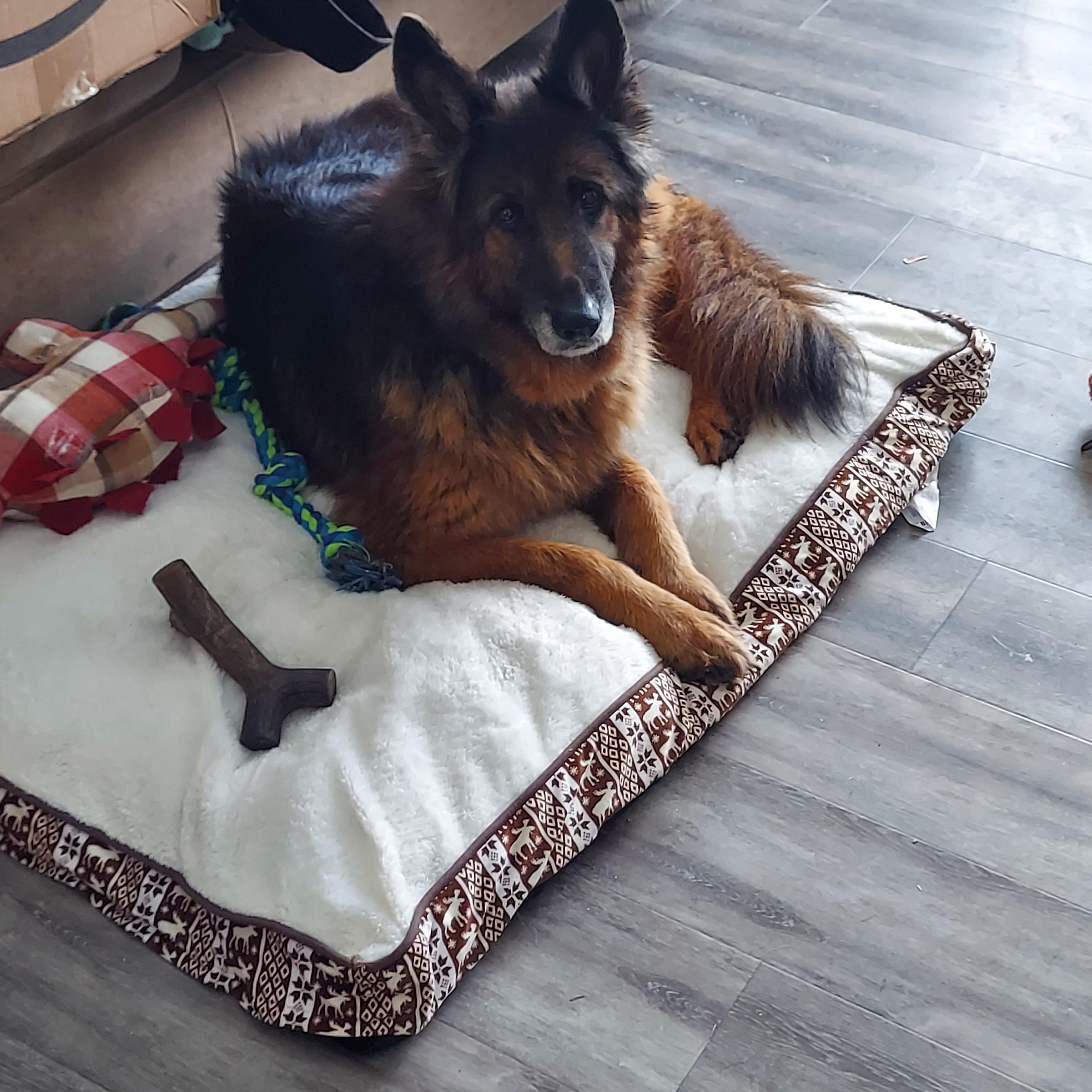 Enlarge Annabelle, a ADOPTABLE German Shepherd Dog in Oswego, IL image 1/4