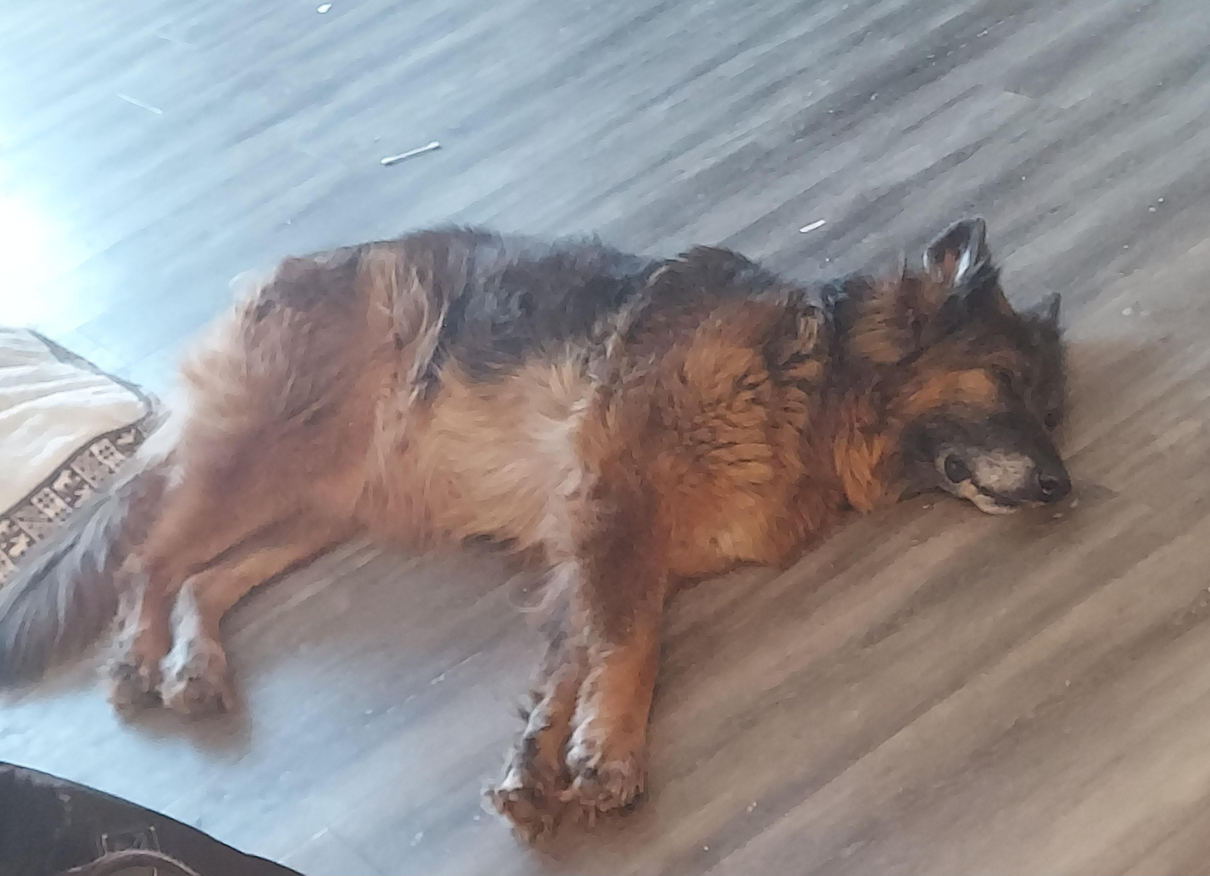 Enlarge Annabelle, a ADOPTABLE German Shepherd Dog in Oswego, IL image 2/4