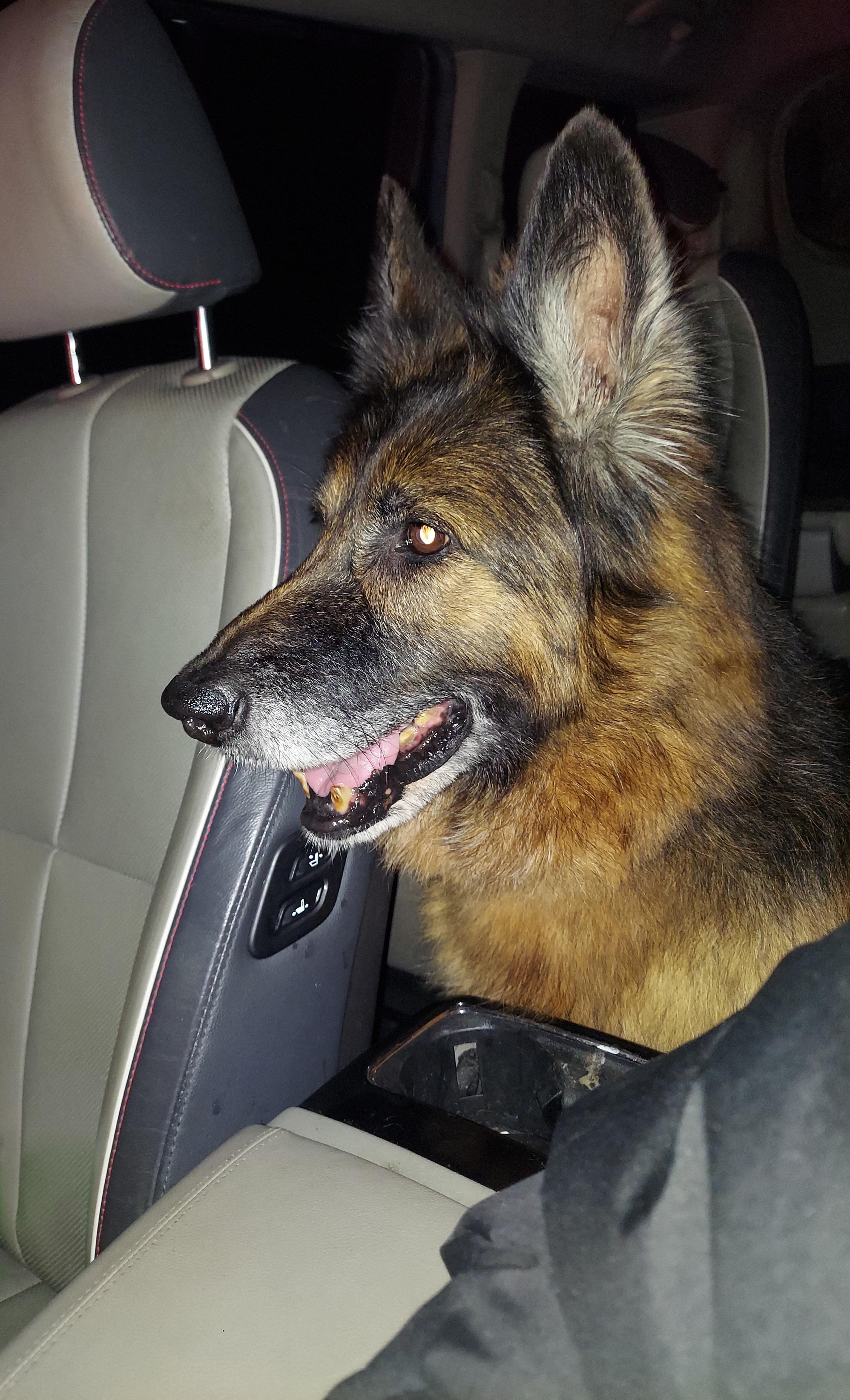 Enlarge Annabelle, a ADOPTABLE German Shepherd Dog in Oswego, IL image 4/4