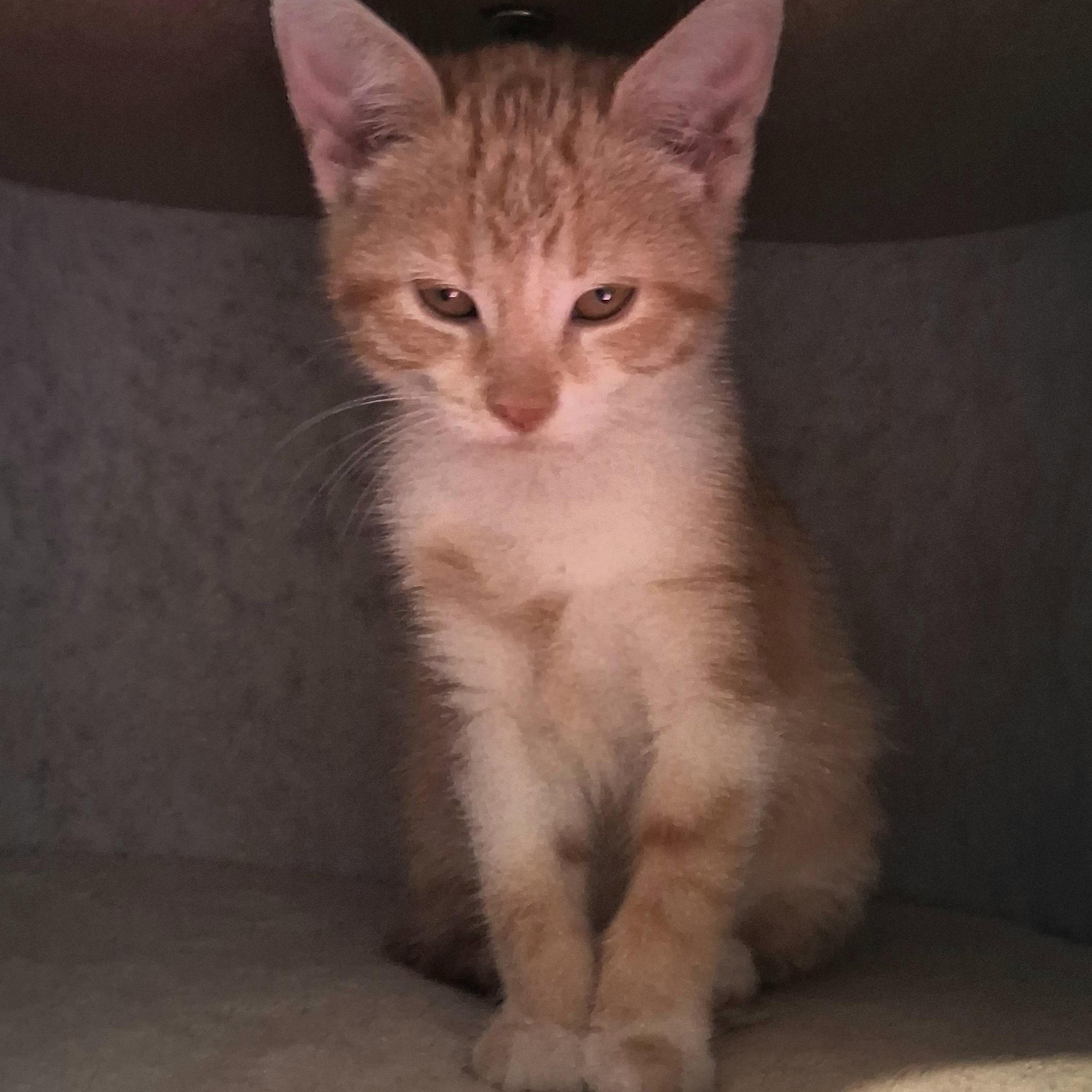 Enlarge Marigold - purr baby- loves to be held, a ADOPTABLE mixed breed in Macomb, MI image 1/1