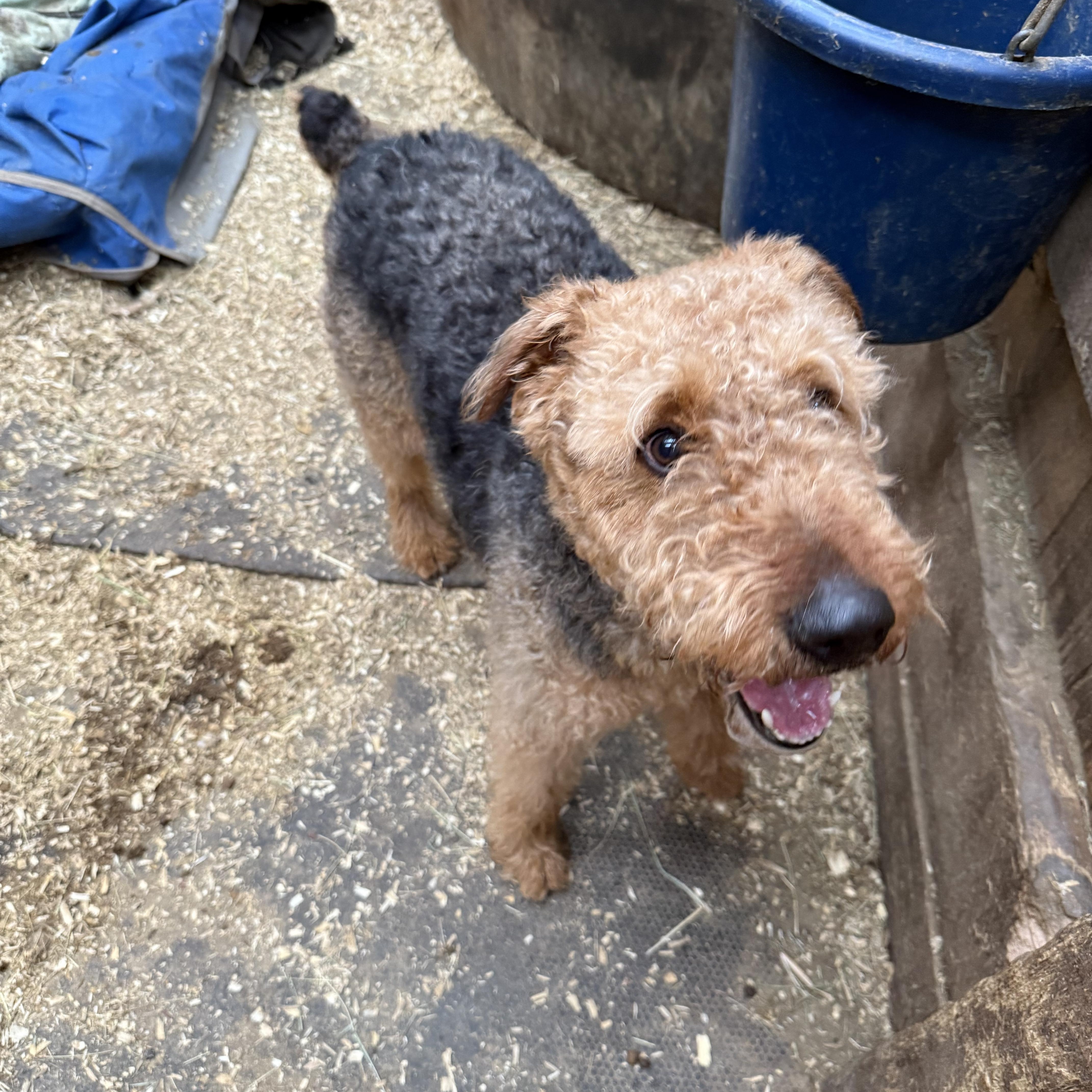 Max, adopted, Young Male Airedale Terrier.