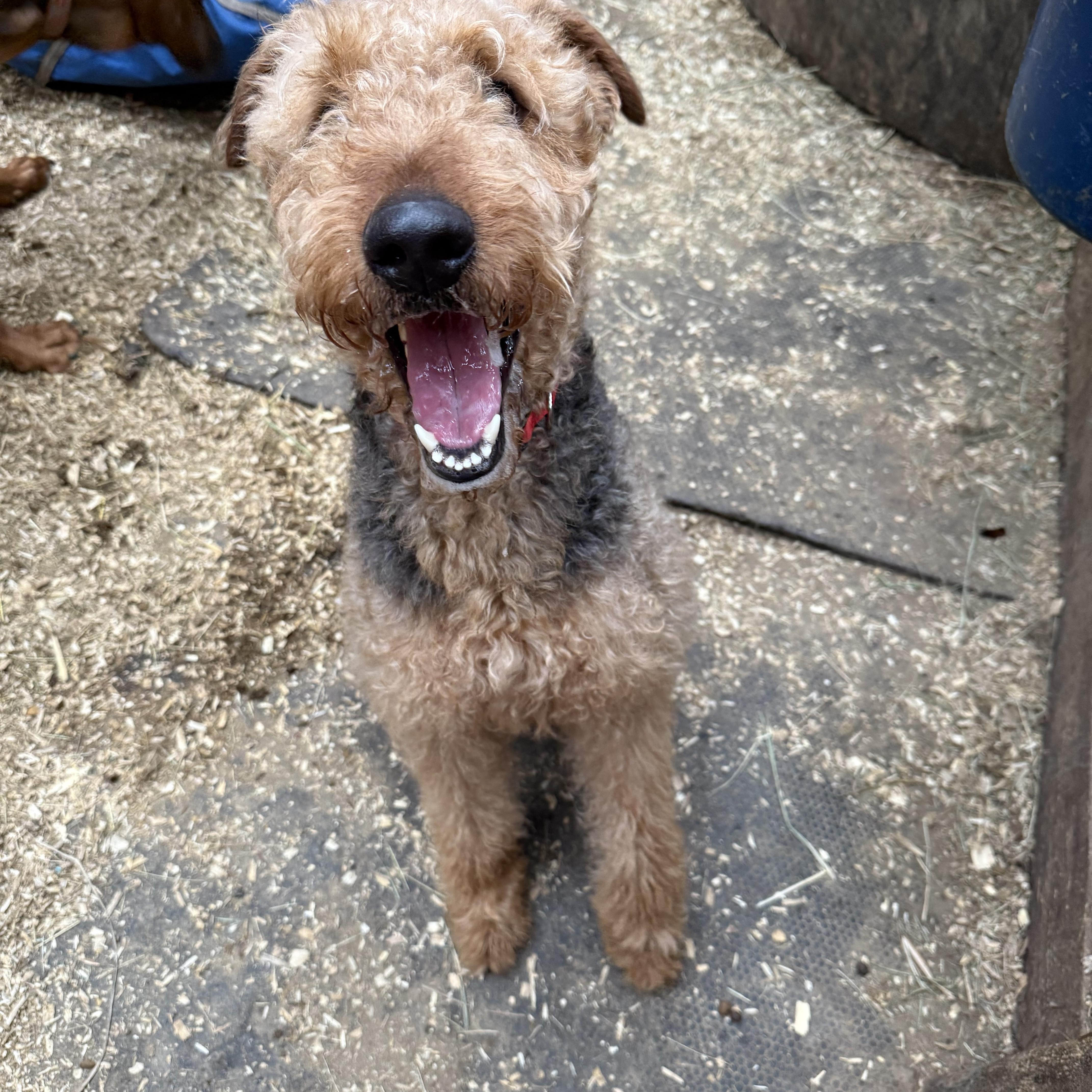 Enlarge Max, an adopted Airedale Terrier in Fries, VA image 2/2