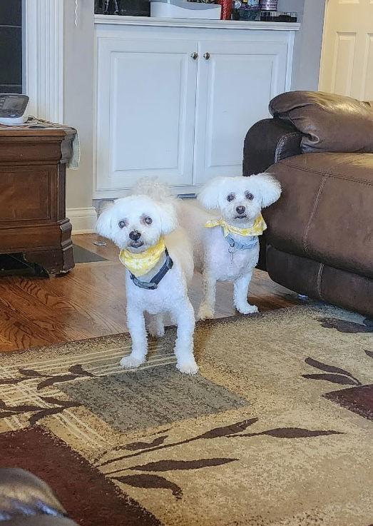 Brandi, Adopted, Senior Female Bichon Frise.