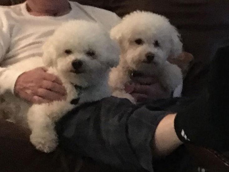 Brandi, a Adopted Bichon Frise in Georgetown, KY image 2/3