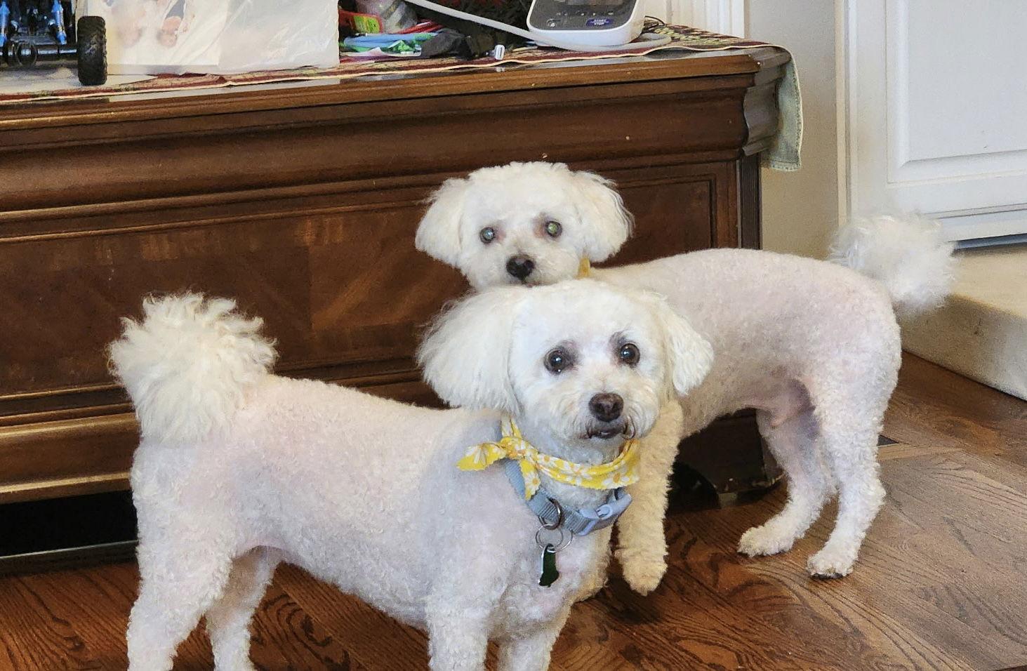 Brandi, a Adopted Bichon Frise in Georgetown, KY image 3/3