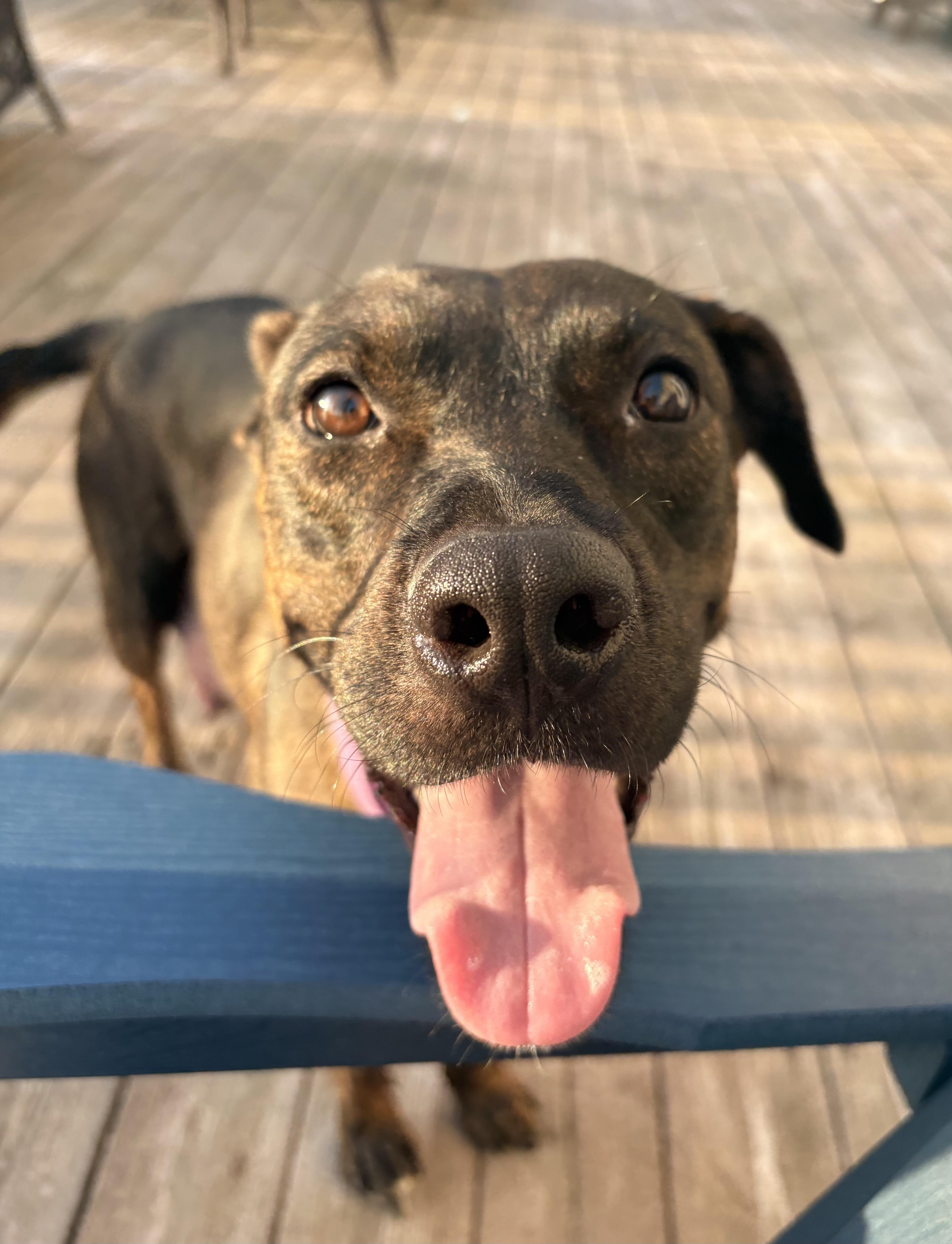 Enlarge Mia, a ADOPTABLE Catahoula Leopard Dog in Union Grove, WI image 3/4