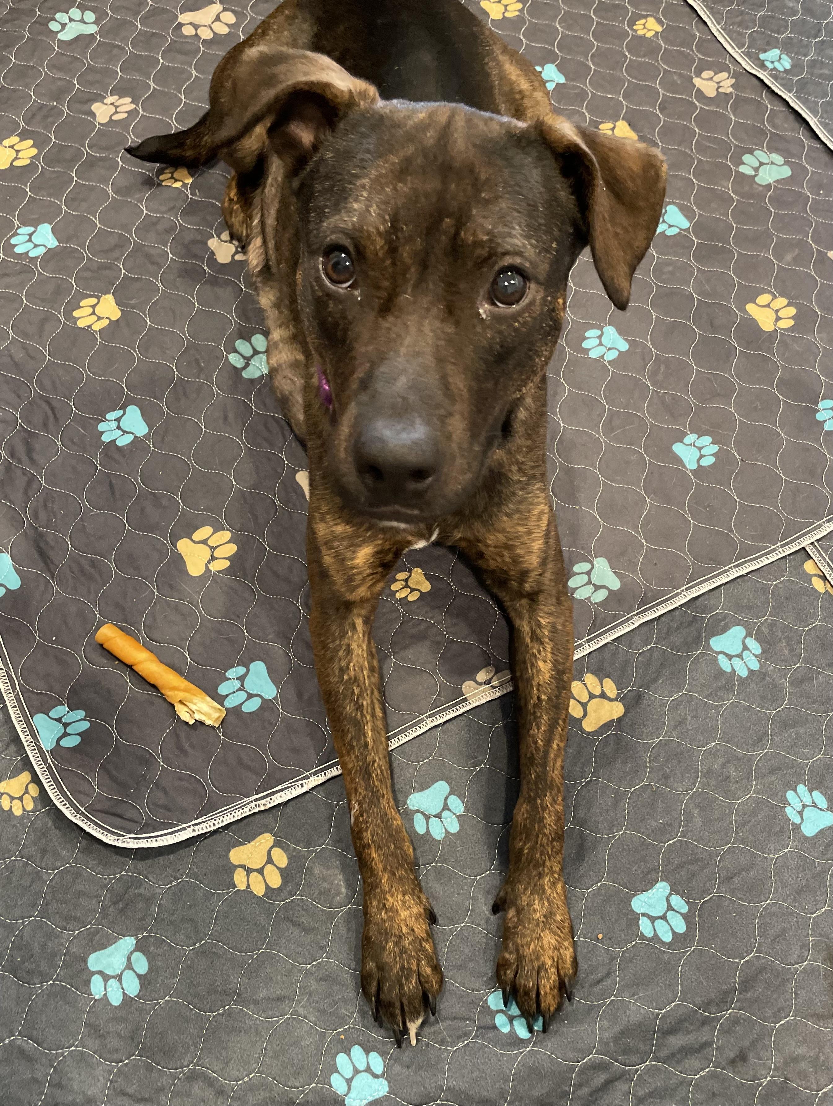 Mia, ADOPTABLE, Young Female Catahoula Leopard Dog.