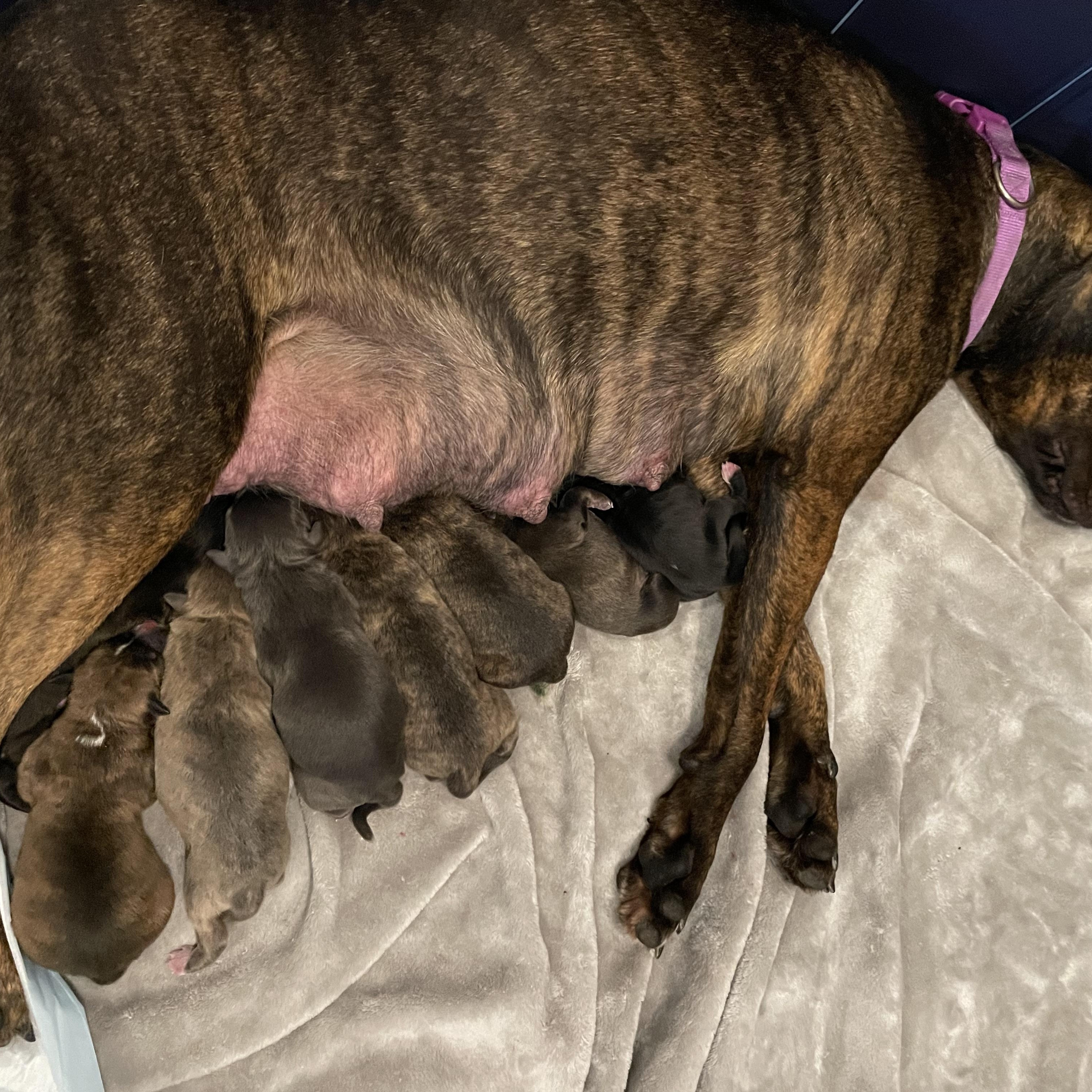 Enlarge Mia, a ADOPTABLE Catahoula Leopard Dog in Union Grove, WI image 4/4