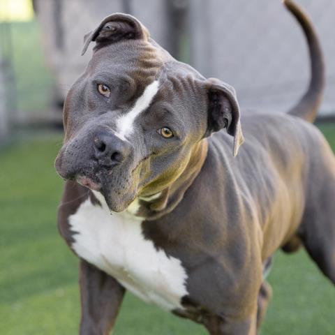 Enlarge BRANDO, a Adoptable Pit Bull Terrier in Camarillo, CA image 1/1