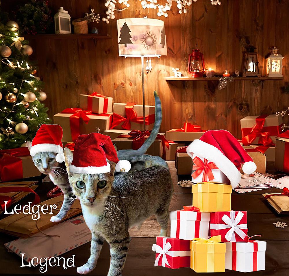 Ledger, Adoptable, Adult Male Domestic Short Hair.