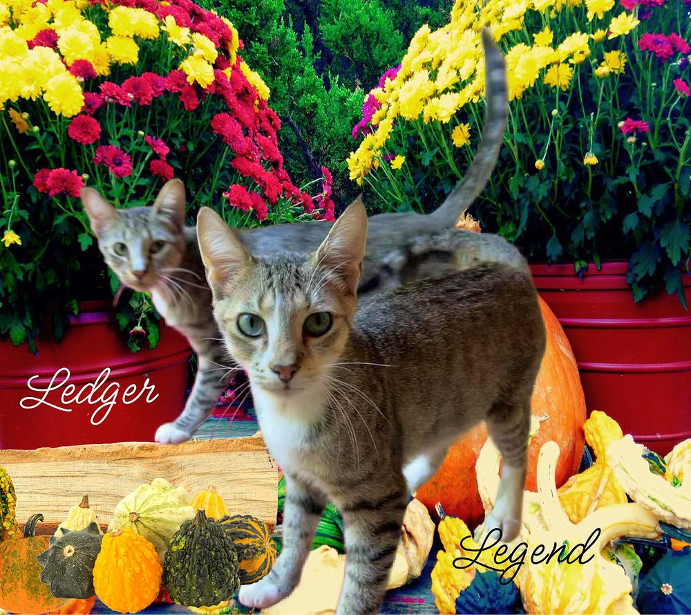 Enlarge Ledger, a Adoptable Domestic Short Hair in Culpeper, VA image 3/5