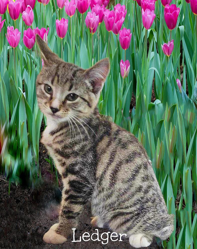 Enlarge Ledger, a Adoptable Domestic Short Hair in Culpeper, VA image 4/5