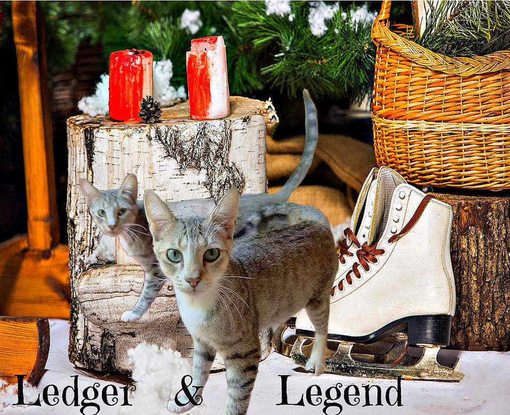 Enlarge Ledger, a Adoptable Domestic Short Hair in Culpeper, VA image 5/5