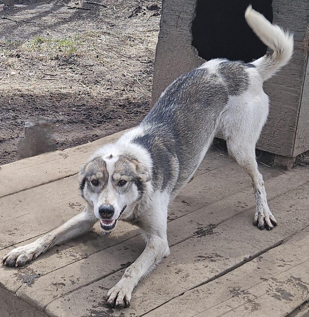 Enlarge Carroll, a ADOPTABLE Husky in Jefferson, NH image 2/2
