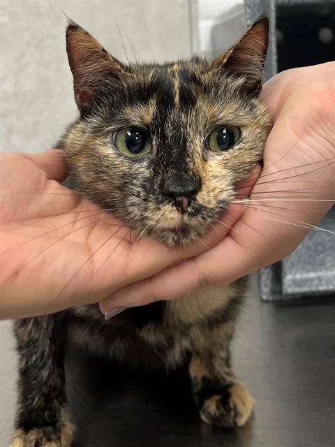 CATRINA, Adoptable, Young Female Domestic Short Hair.