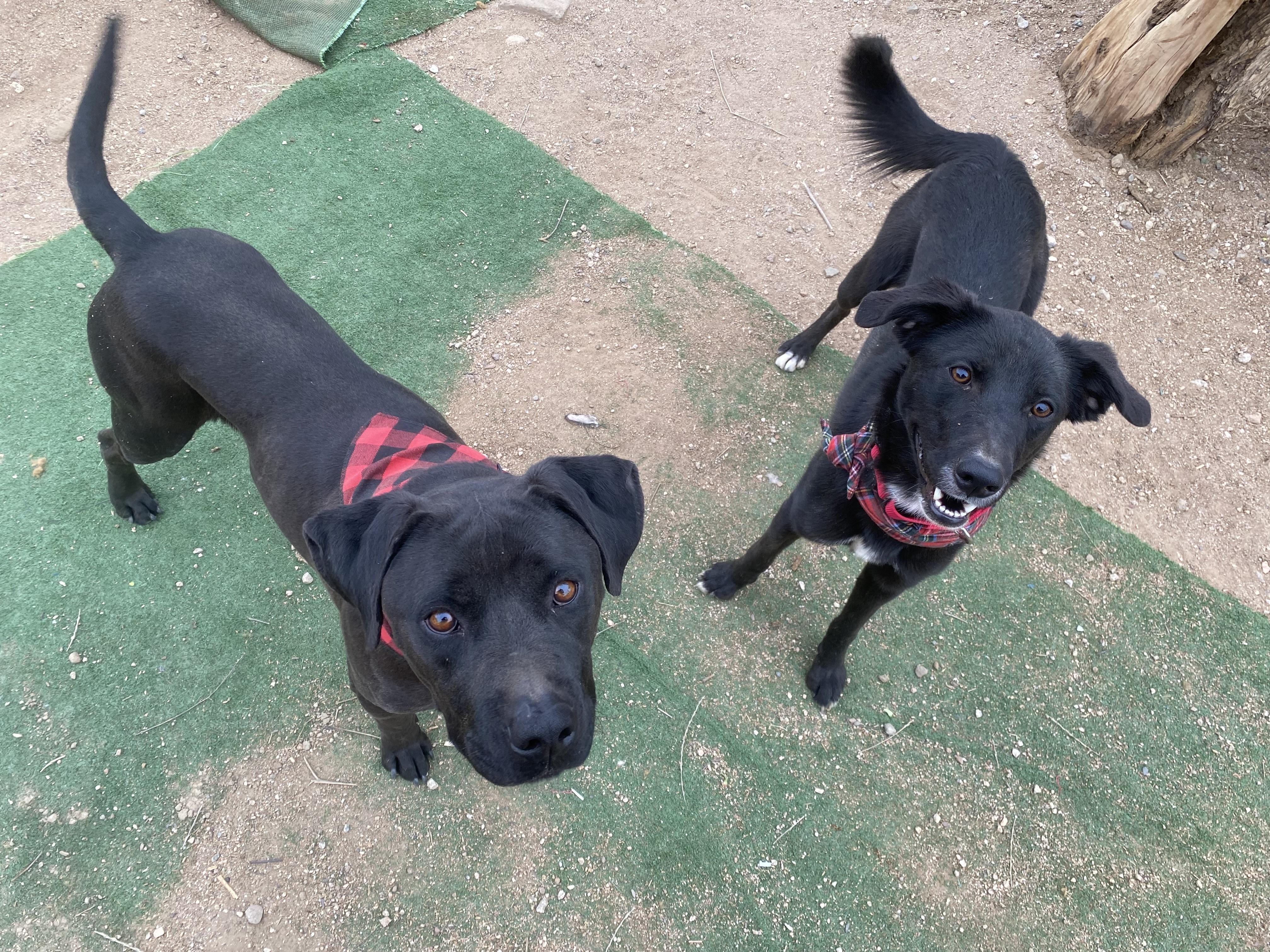 Enlarge Jordan black labrador, a Adoptable Black Labrador Retriever in Acton, CA image 1/5
