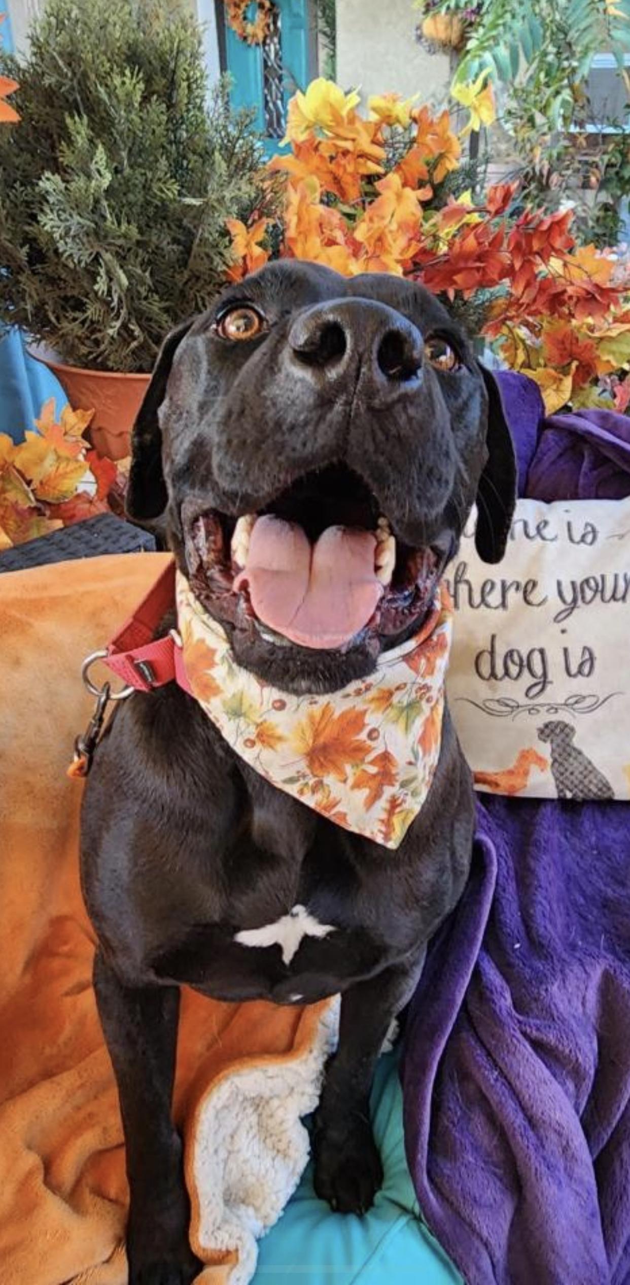 Enlarge Jordan black labrador, a Adoptable Black Labrador Retriever in Acton, CA image 2/5