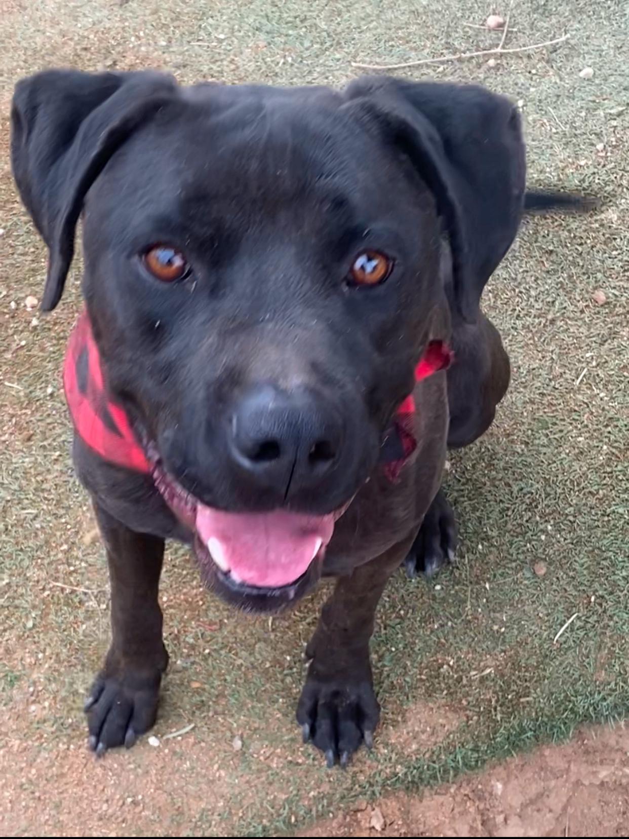 Enlarge Jordan black labrador, a Adoptable Black Labrador Retriever in Acton, CA image 3/5