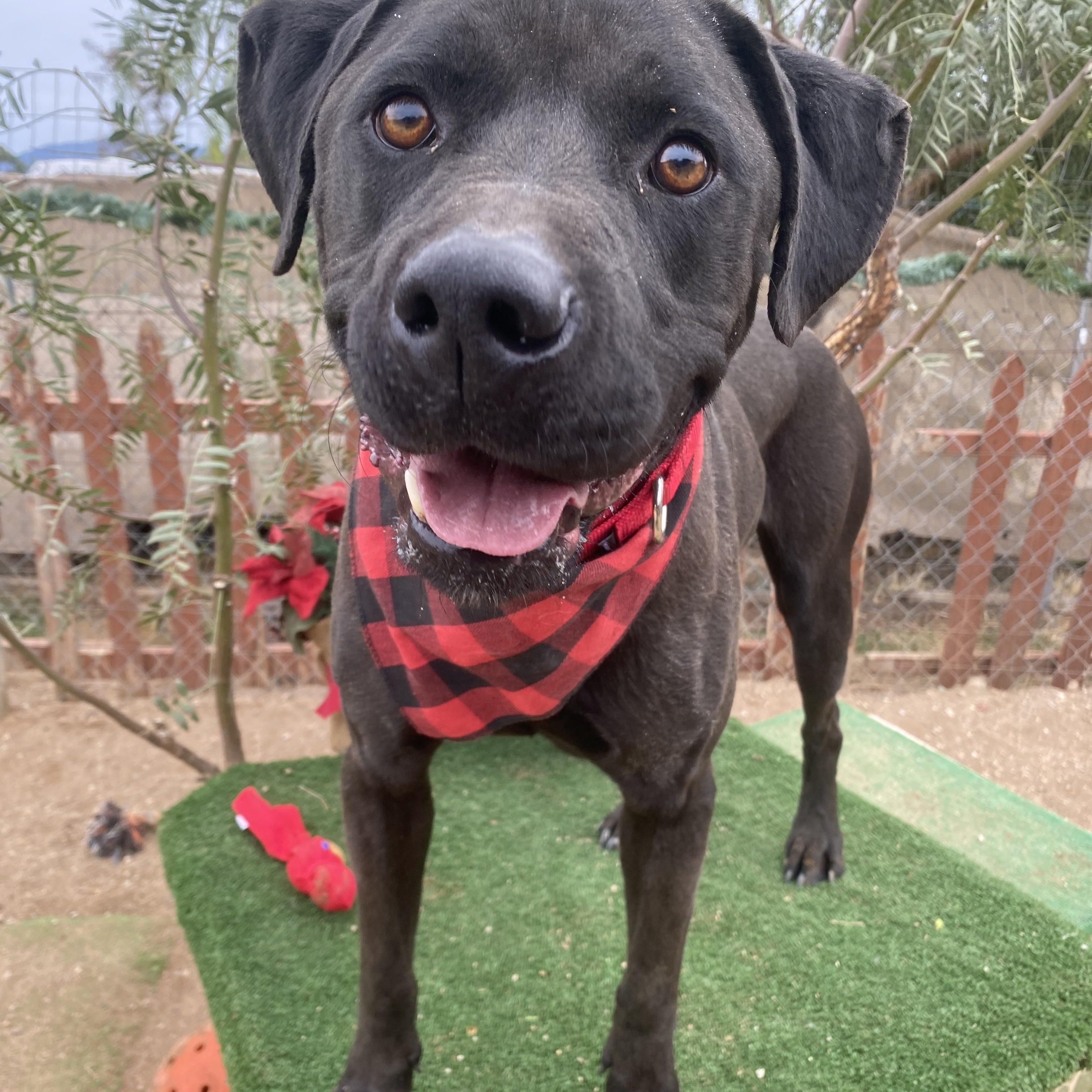 Enlarge Jordan black labrador, a Adoptable Black Labrador Retriever in Acton, CA image 4/5