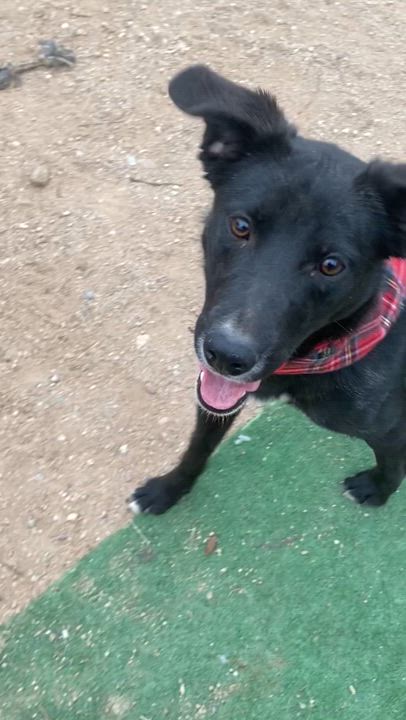 Enlarge Jordan black labrador, a Adoptable Black Labrador Retriever in Acton, CA video 5/5