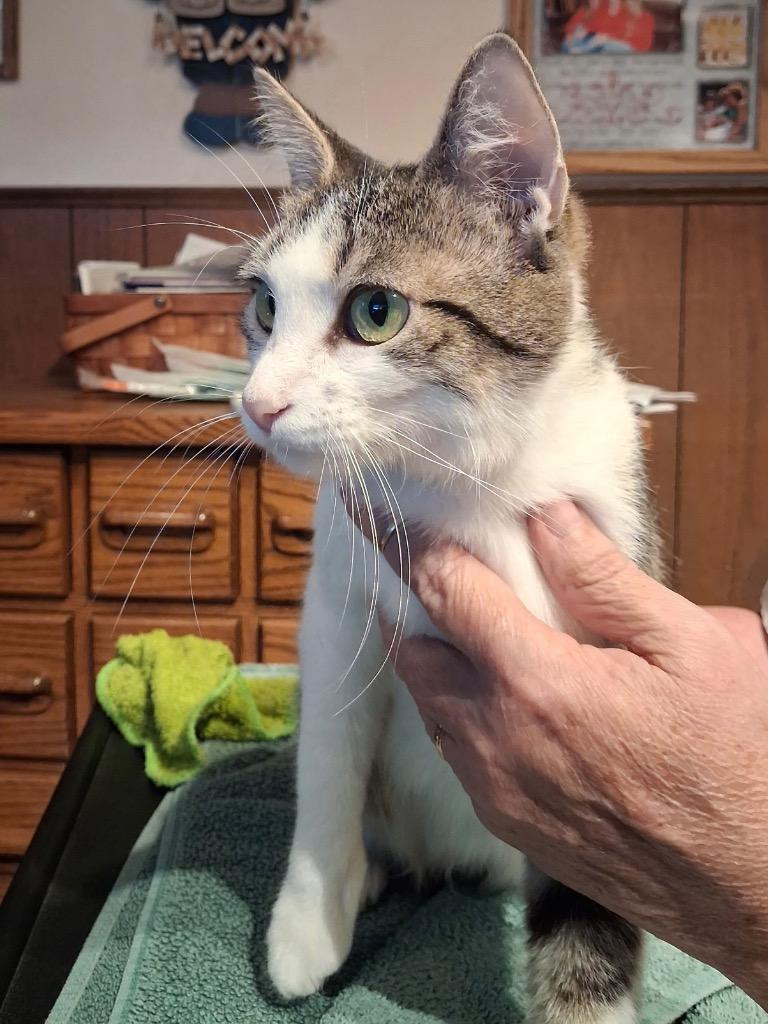 Brandee, Adoptable, Young Female Domestic Short Hair.
