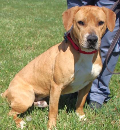Enlarge Herman, a Adoptable mixed breed in Taylorsville, NC image 2/3