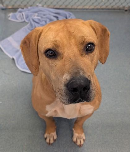 Enlarge Herman, a Adoptable mixed breed in Taylorsville, NC image 3/3