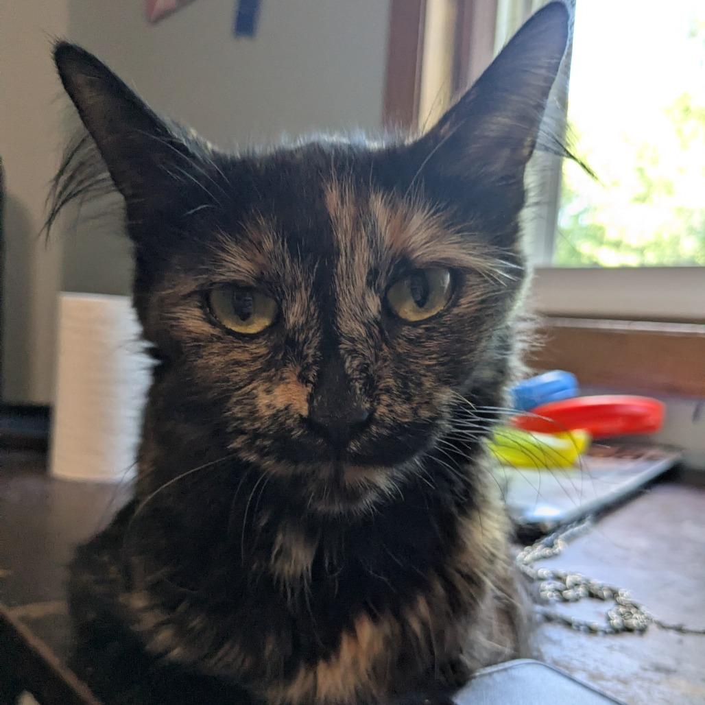 Dahlia, a Adoptable Domestic Short Hair in Madison, WI image 2/2