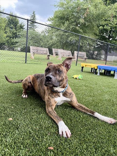Enlarge BENJI, a Adoptable mixed breed in Statesville, NC image 1/1