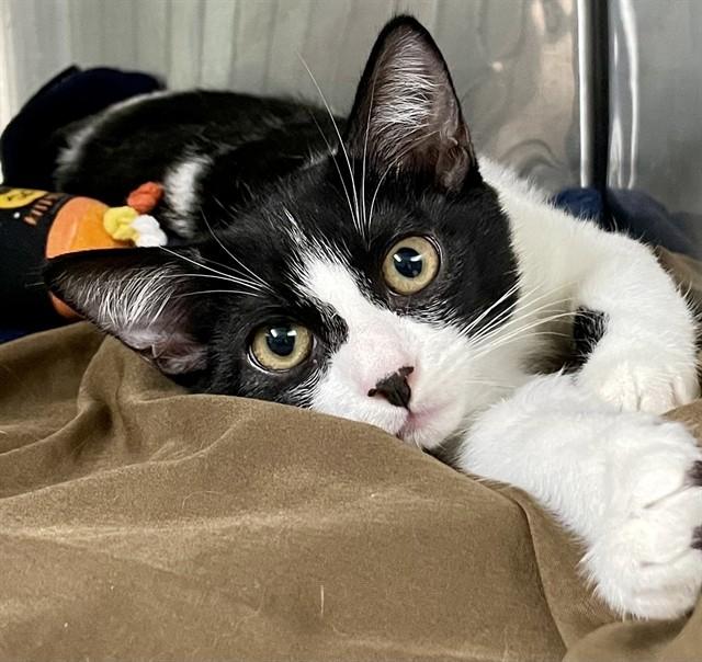 Enlarge KING GHIDORAH, a Adoptable Domestic Short Hair in Fort Walton Beach, FL image 1/1